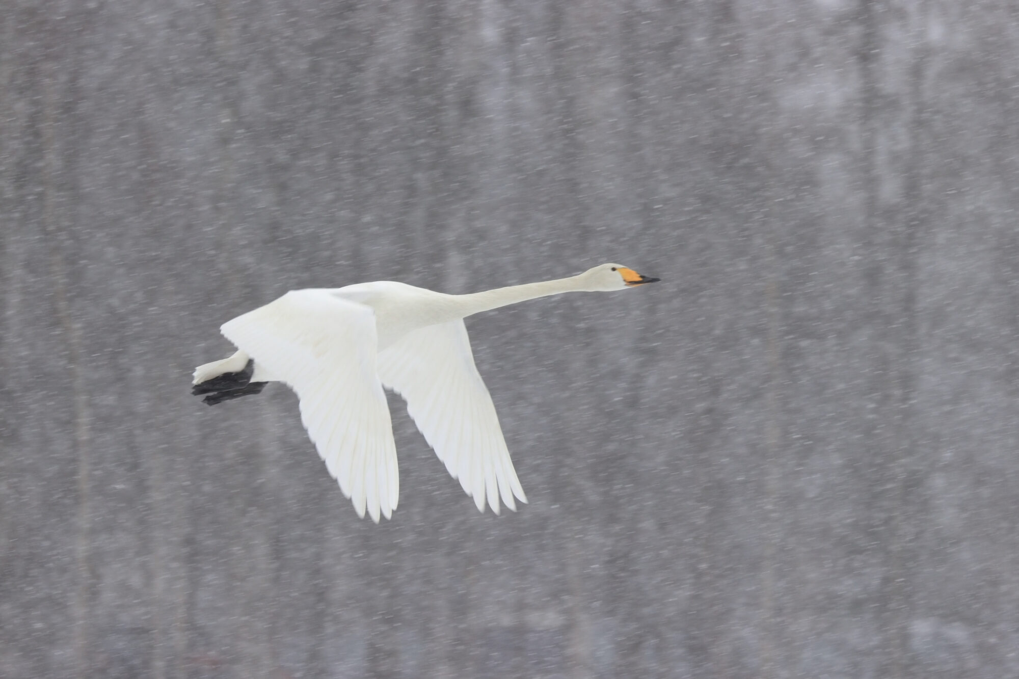 Valokuvaaja: Ari Branthin