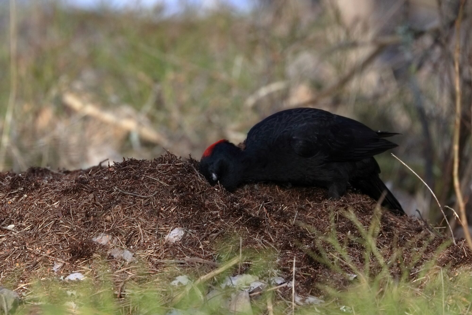 Valokuvaaja: Ari Branthin
