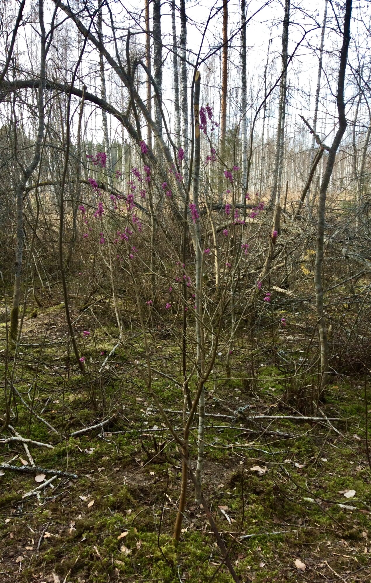 Valokuvaaja: Perttu Pohjanperän puolesta Tiina Poutanen