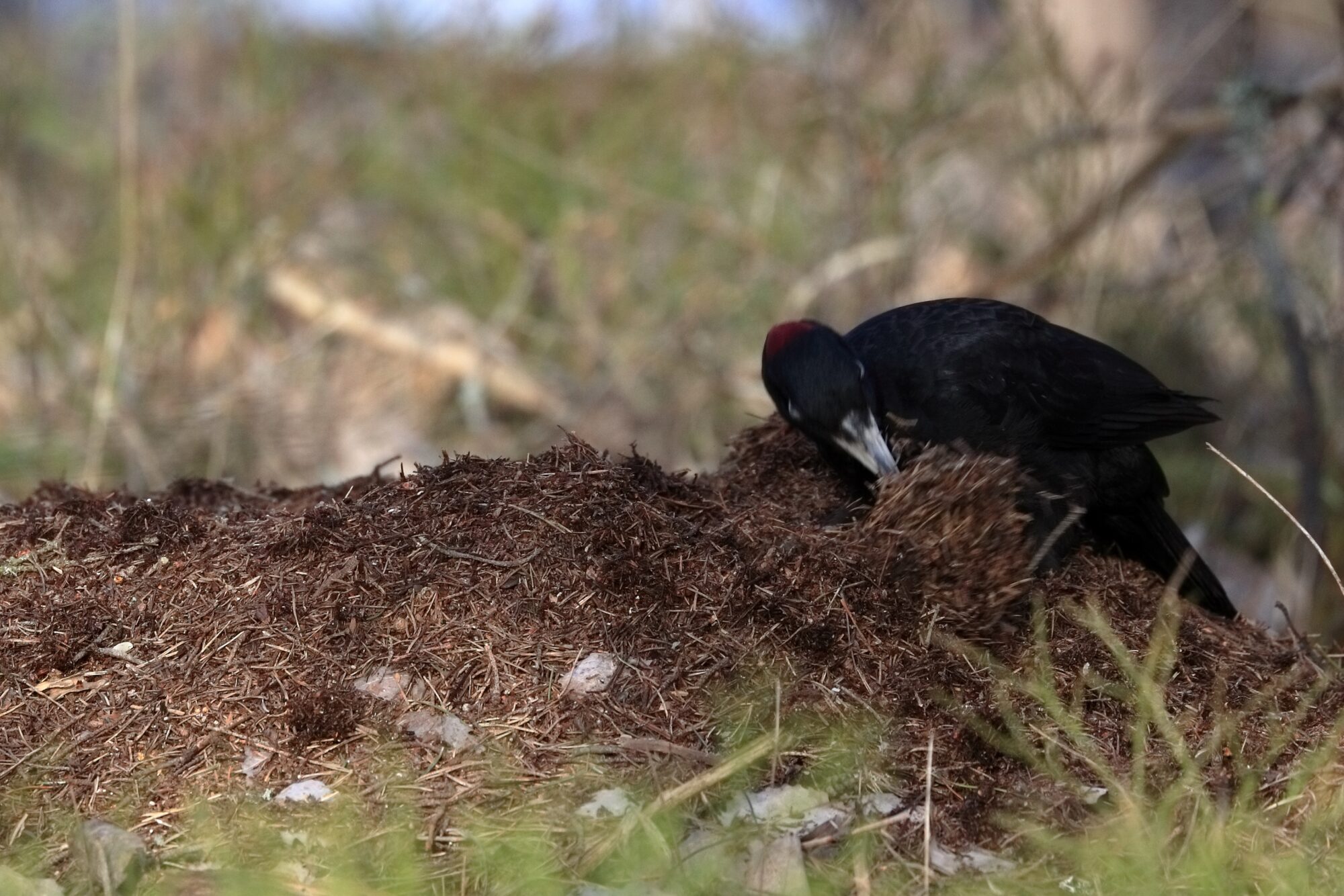 Valokuvaaja: Ari Branthin