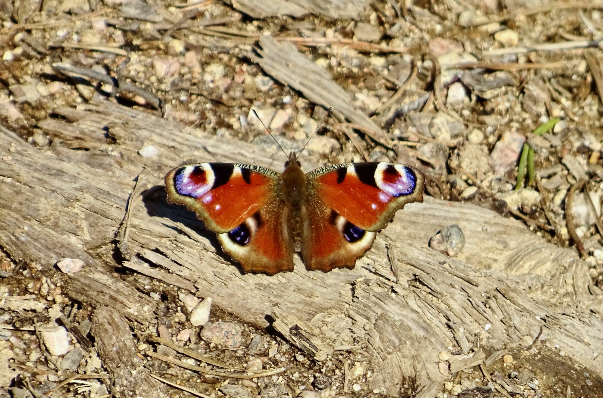 Valokuvaaja: Liisa Niiva-Korpela