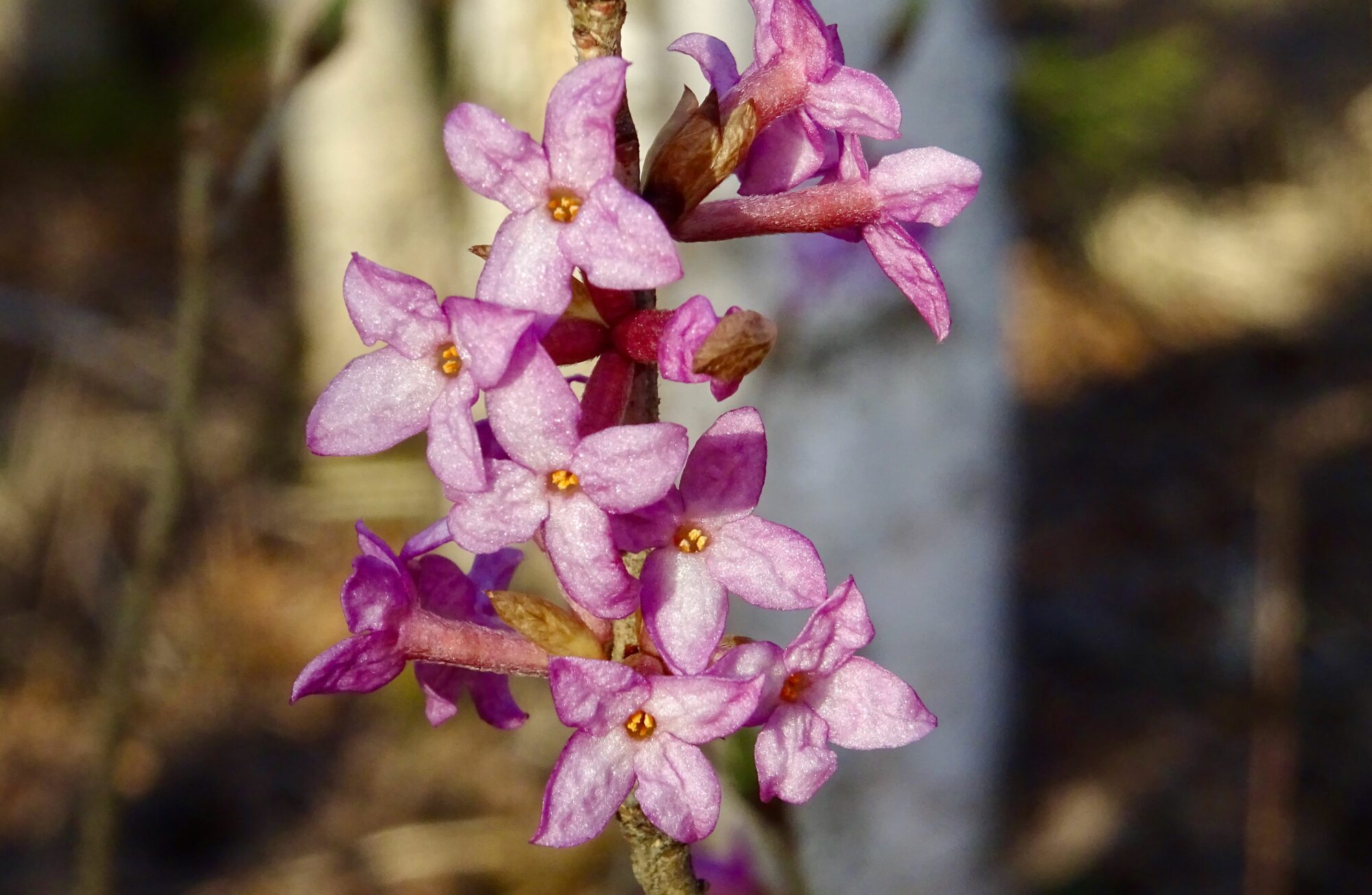 Valokuvaaja: Liisa Niiva-Korpela Valokuvaaja: Liisa Niiva-Korpela