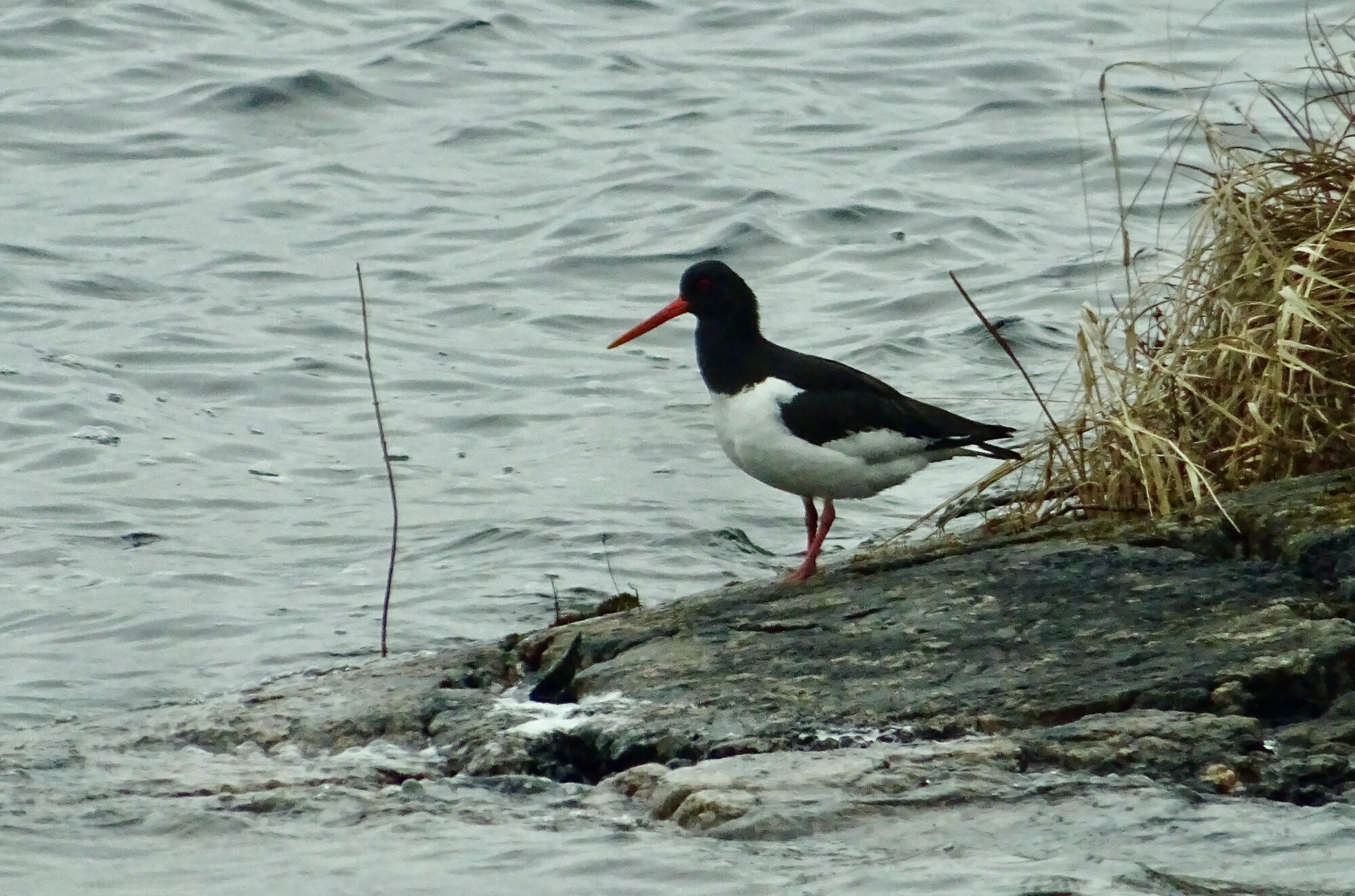 Valokuvaaja: Liisa Niiva-Korpela Valokuvaaja: Liisa Niiva-Korpela