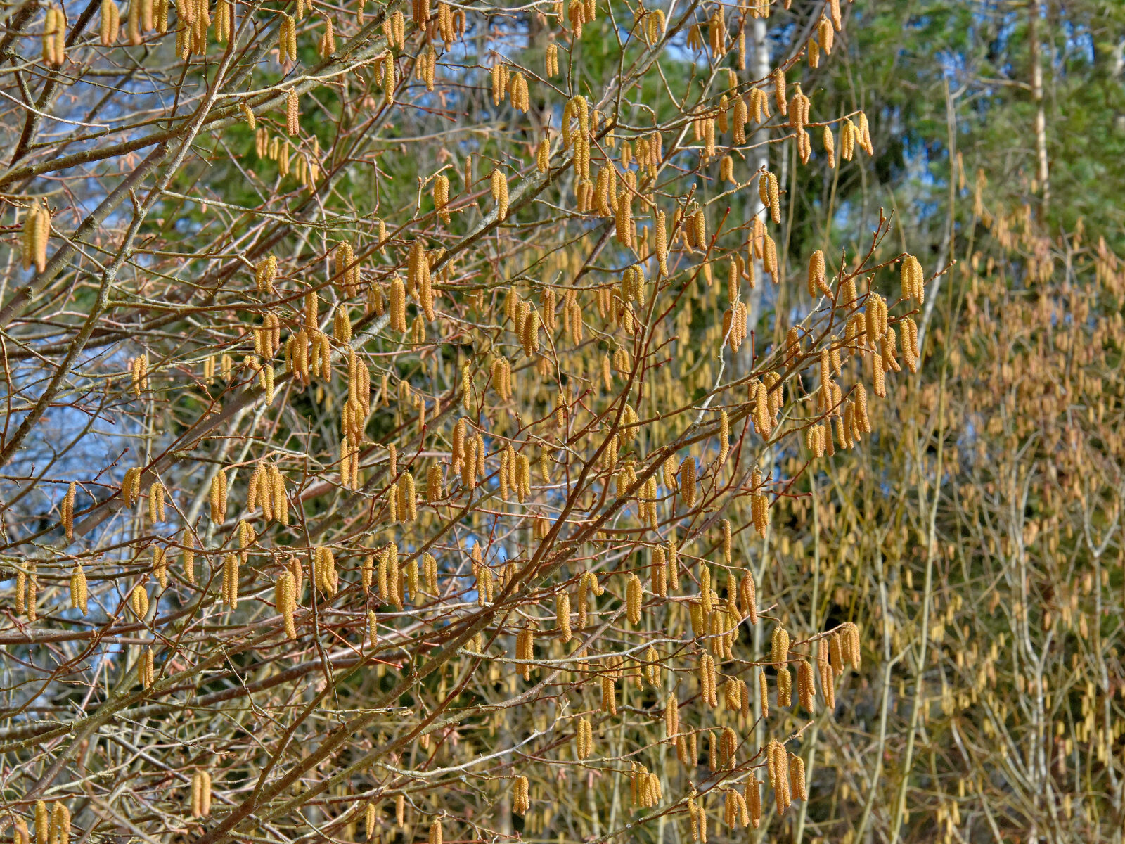 Valokuvaaja: Reijo Juurinen