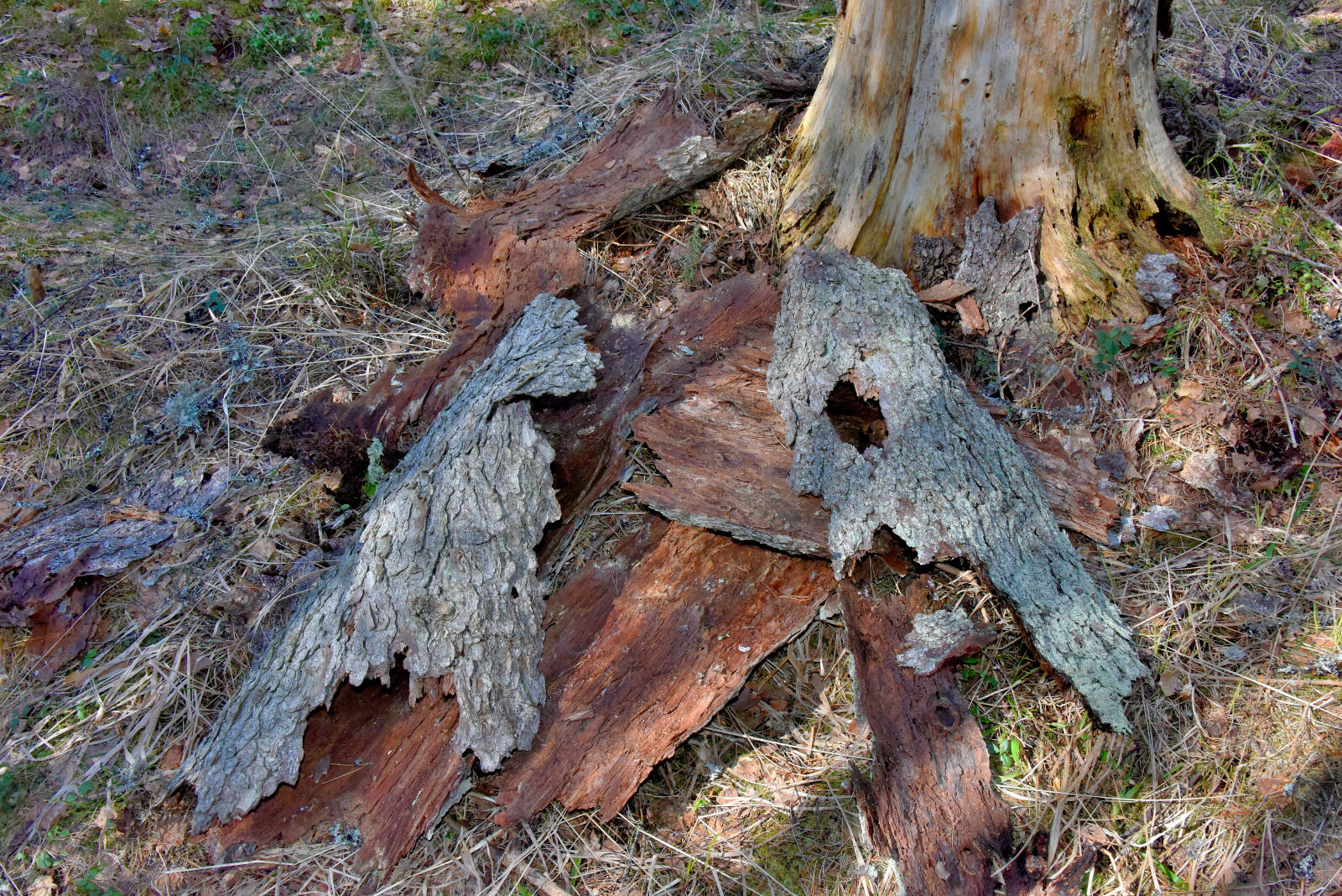 Valokuvaaja: Reijo Juurinen Valokuvaaja: Reijo Juurinen