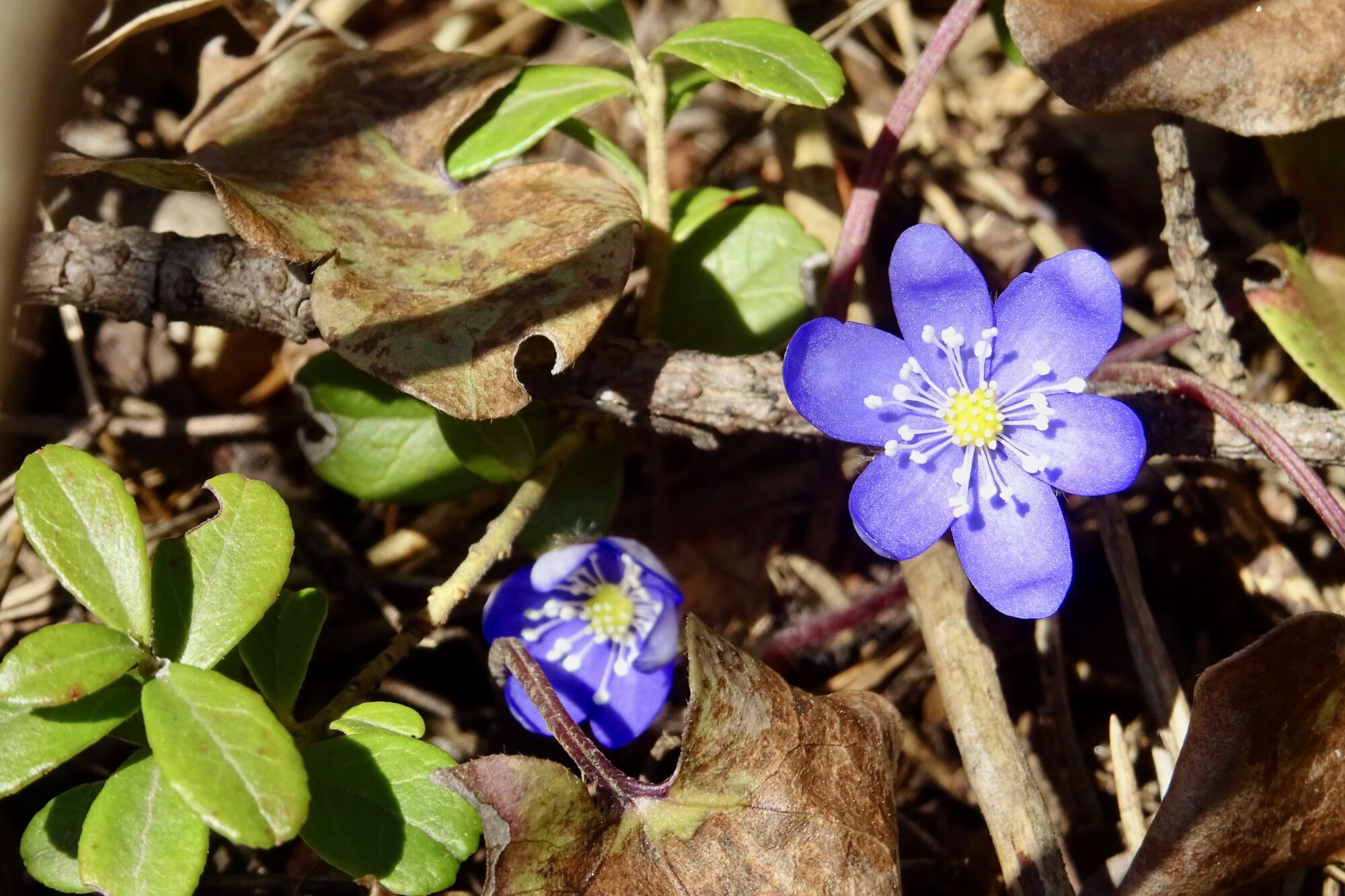 Valokuvaaja: Liisa Niiva-Korpela