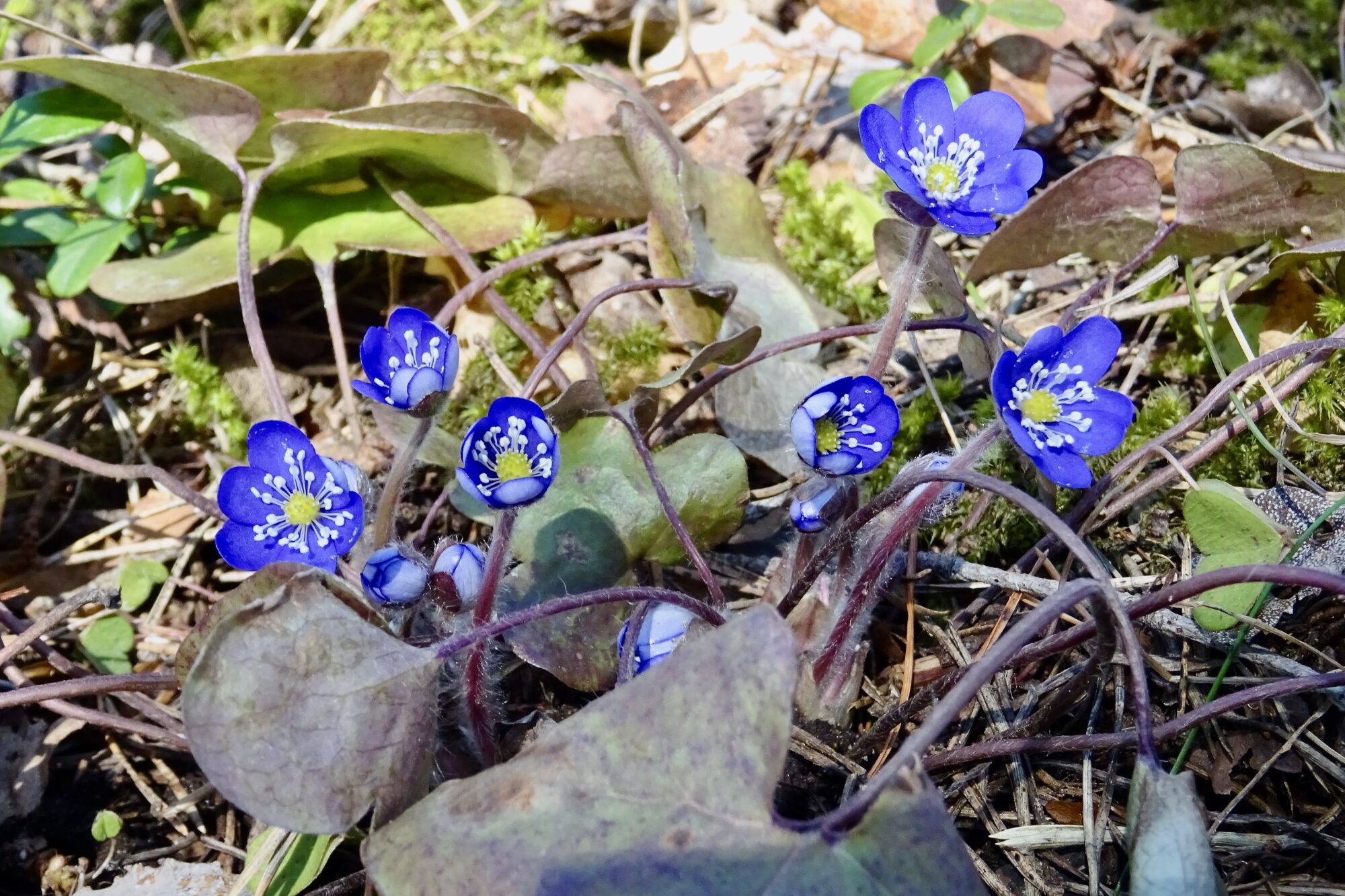 Valokuvaaja: Liisa Niiva-Korpela