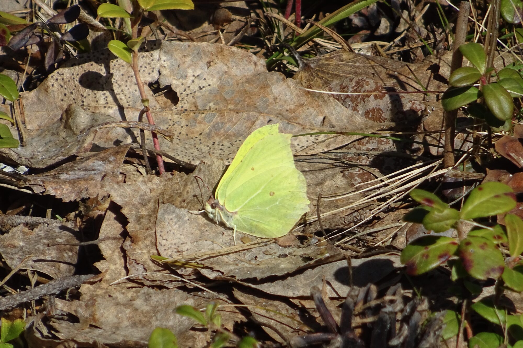 Valokuvaaja: Liisa Niiva-Korpela Valokuvaaja: Liisa Niiva-Korpela