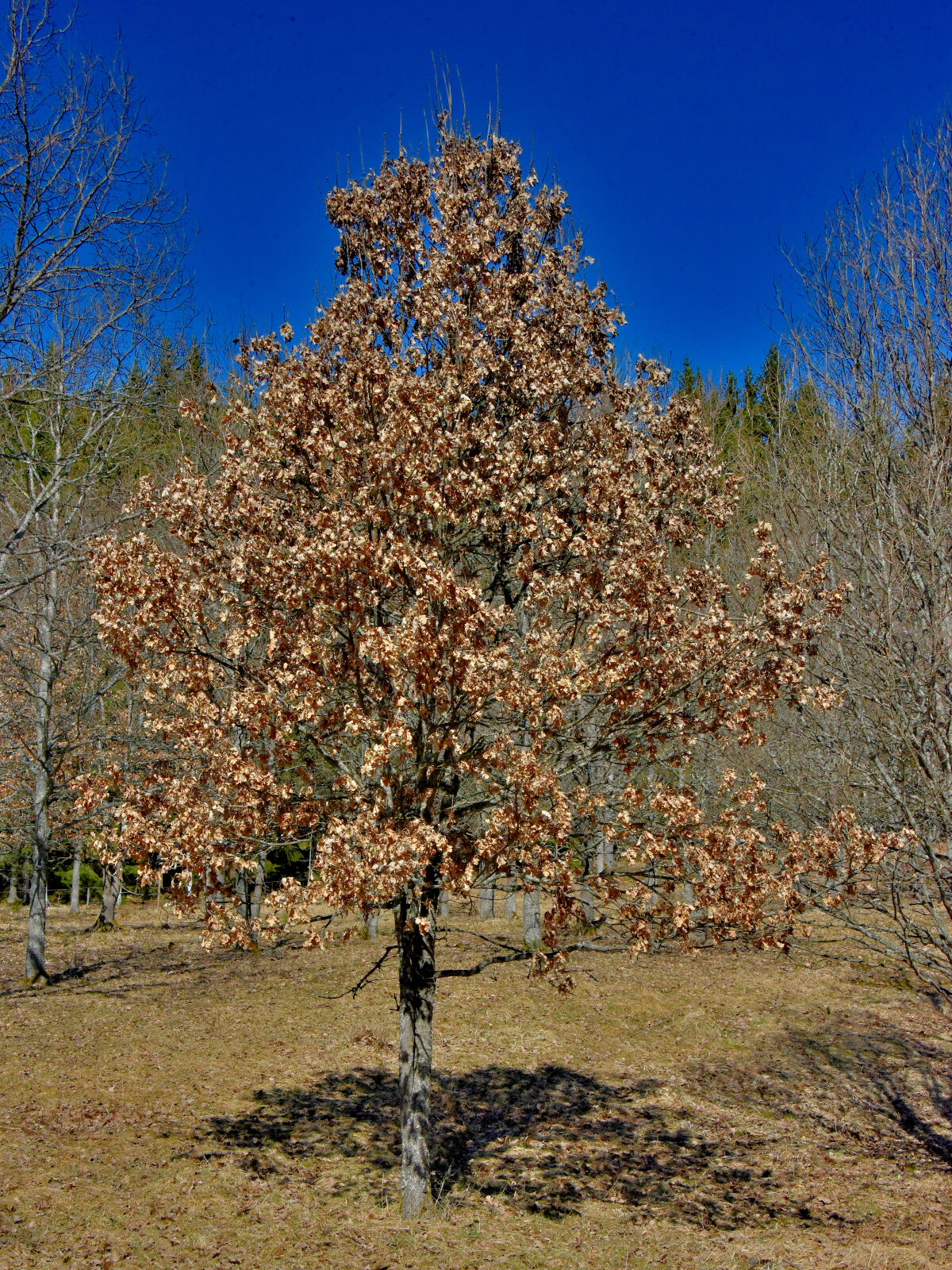 Valokuvaaja: Reijo Juurinen