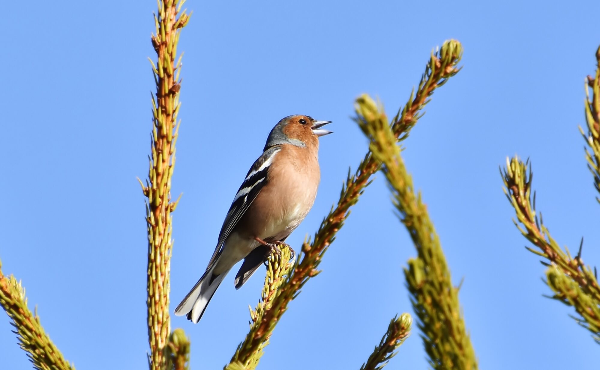 Valokuvaaja: Markku Pelkonen