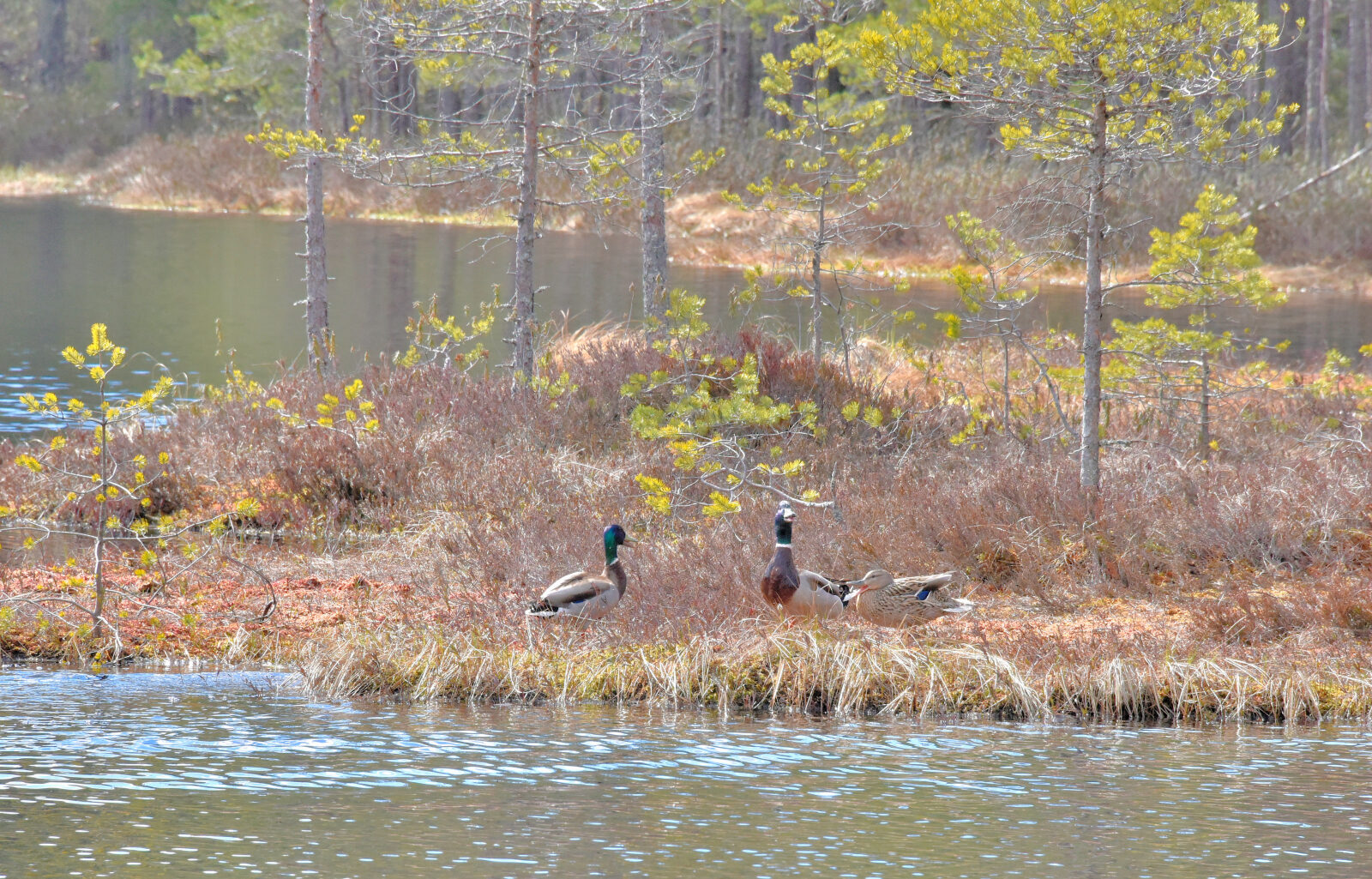 Valokuvaaja: Reijo Juurinen