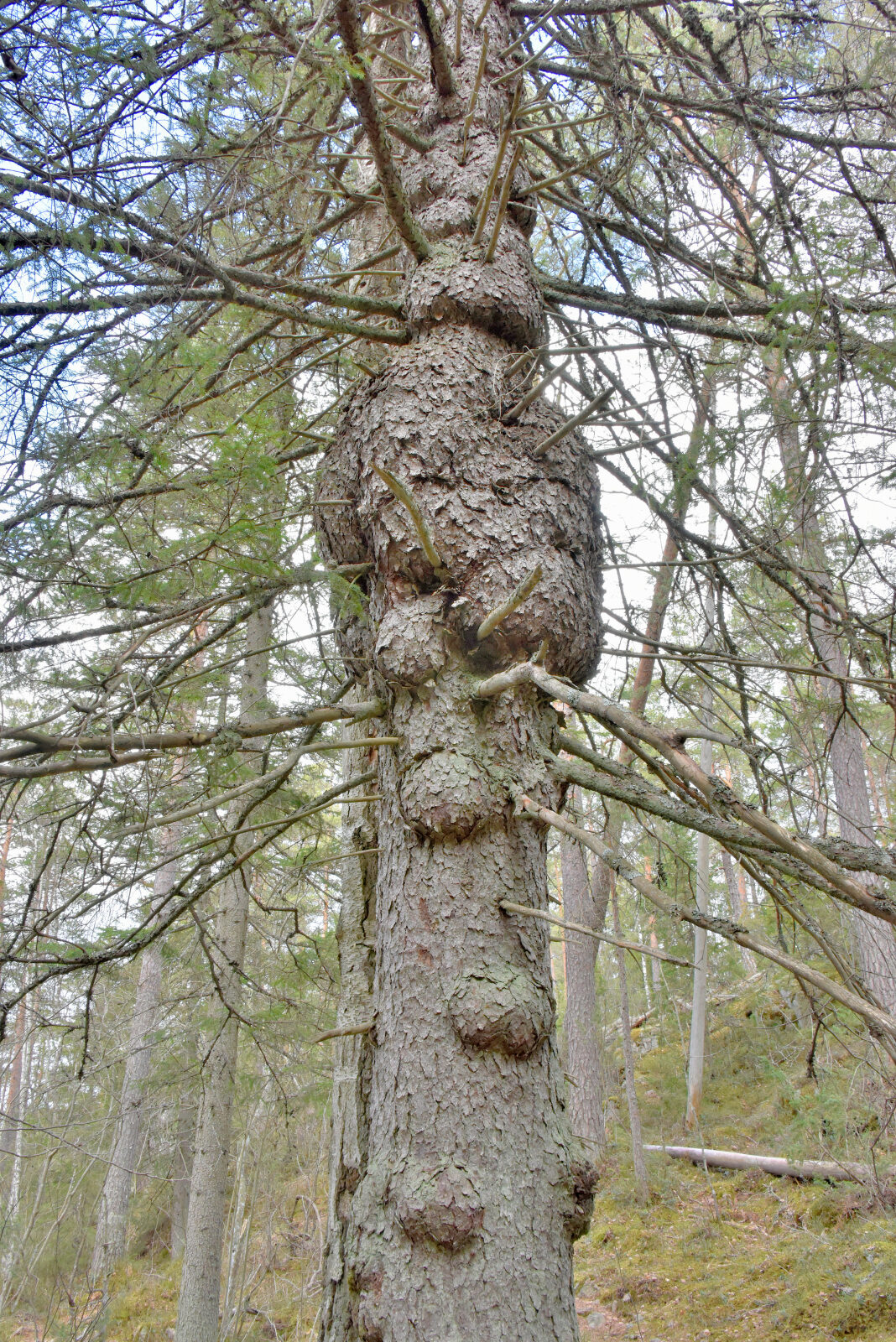 Valokuvaaja: Reijo Juurinen
