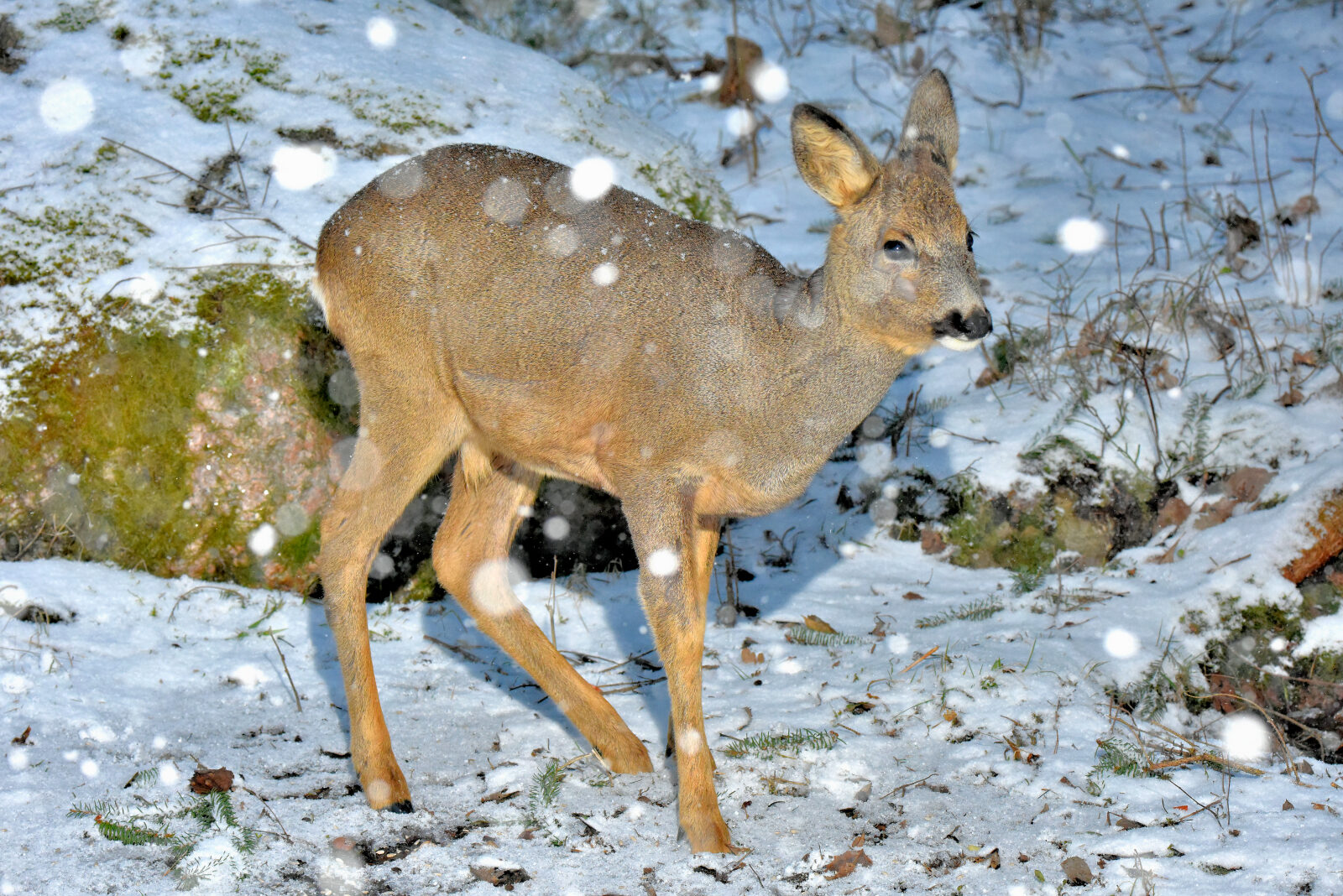 Valokuvaaja: Reijo Juurinen Valokuvaaja: Reijo Juurinen