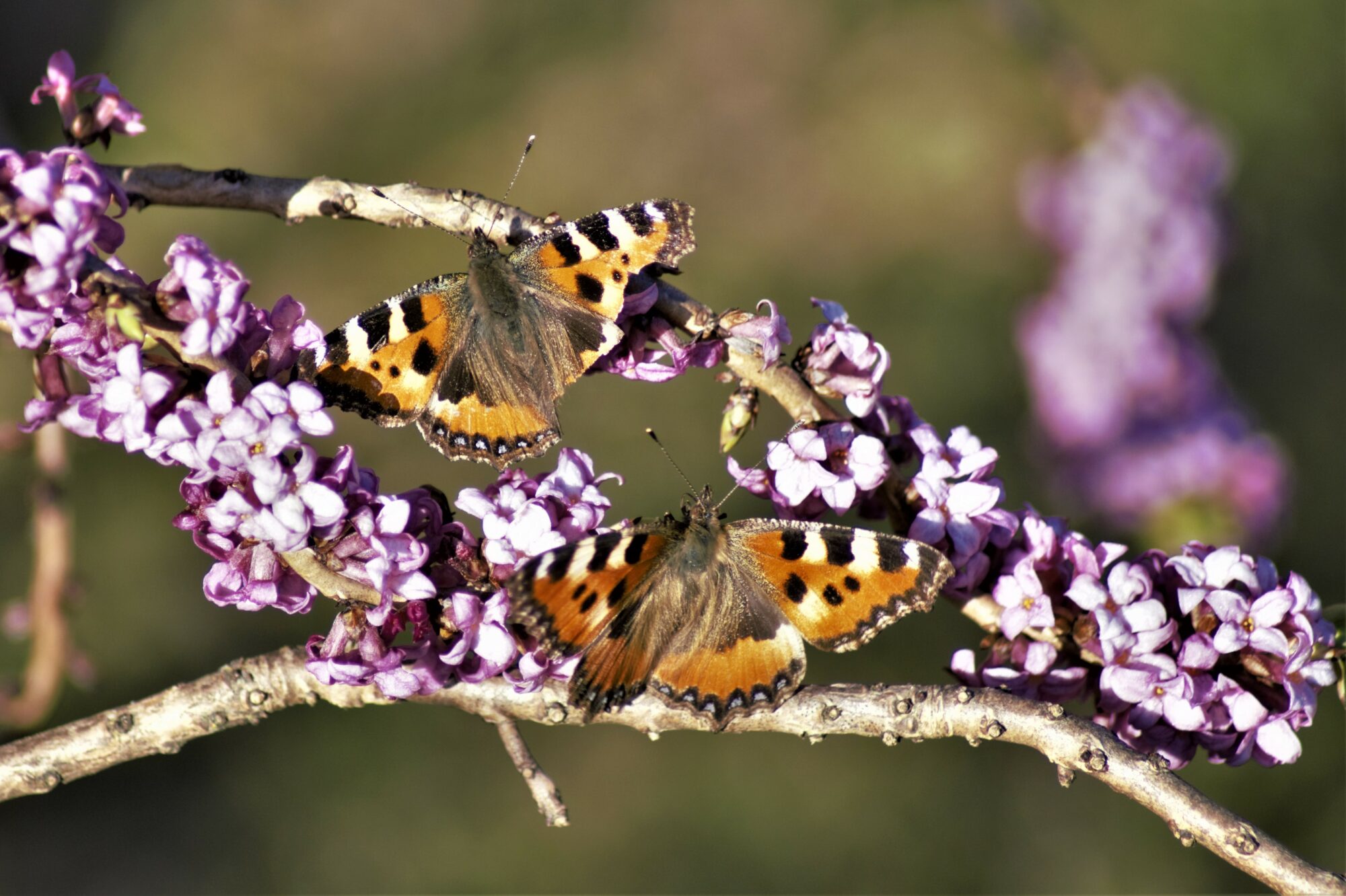 Valokuvaaja: Maarit Siitonen