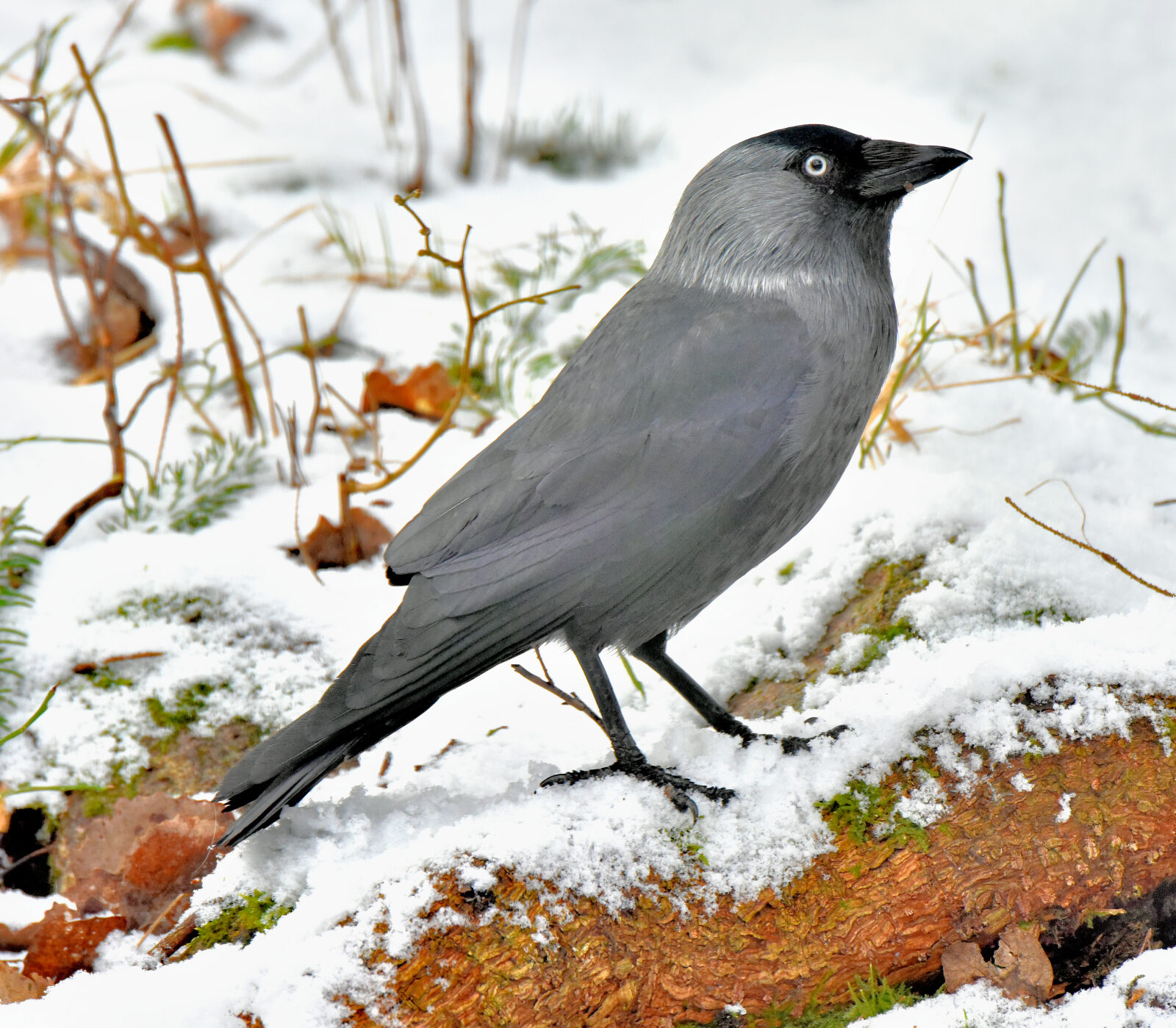 Valokuvaaja: Reijo Juurinen