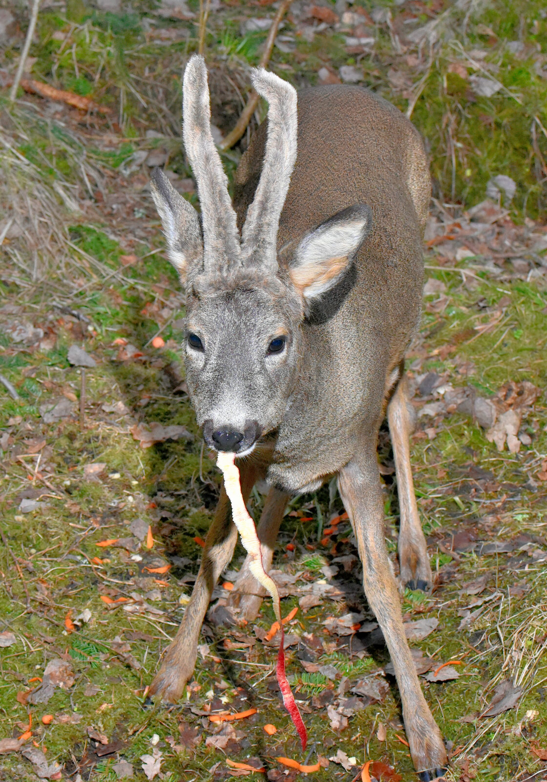 Valokuvaaja: Reijo Juurinen