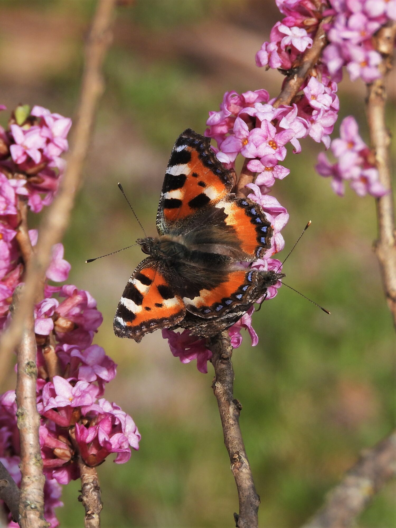 Valokuvaaja: Maarit Siitonen