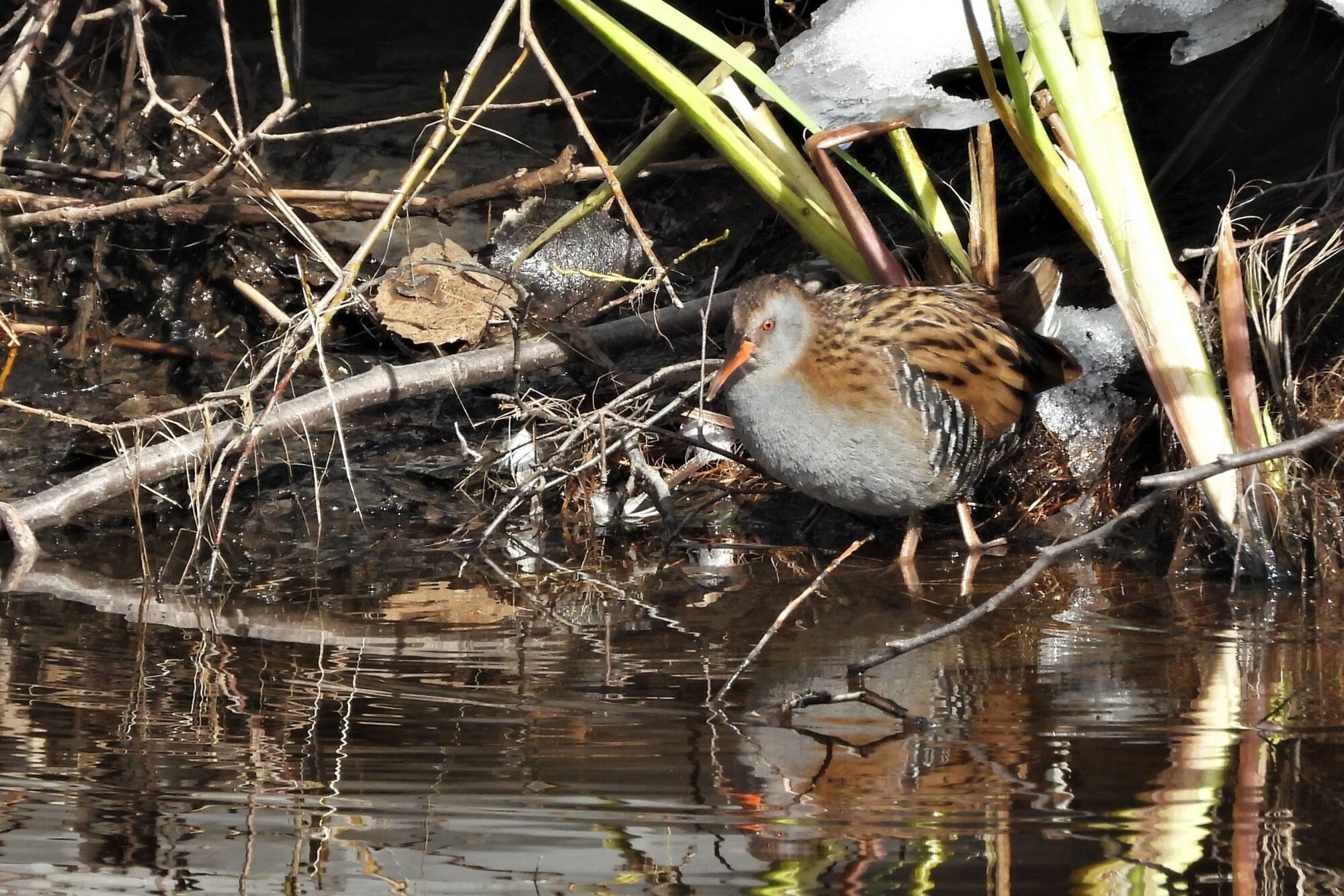 Valokuvaaja: Maarit Siitonen