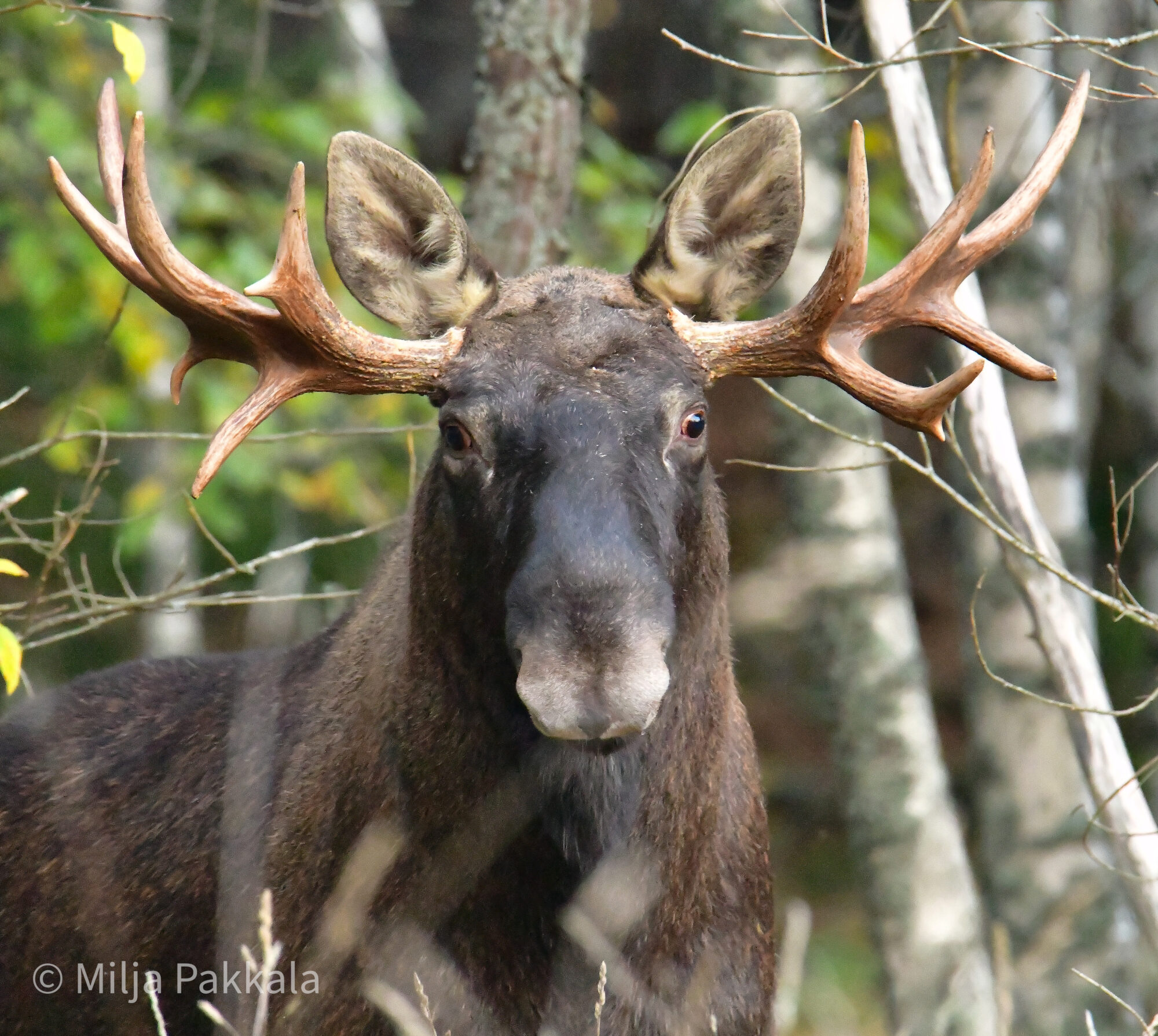 Valokuvaaja: Milja Pakkala