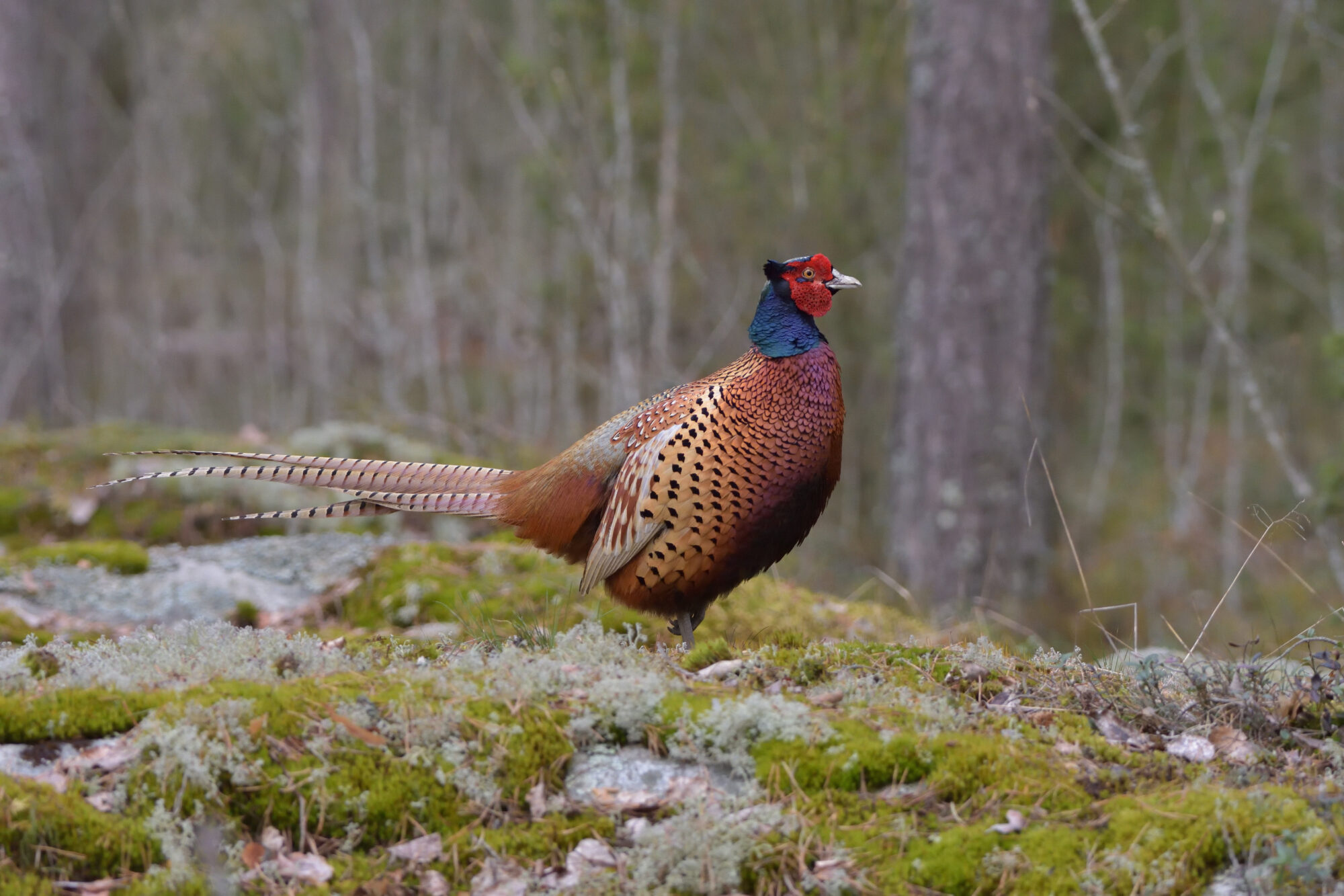 Valokuvaaja: Asko Heikkinen