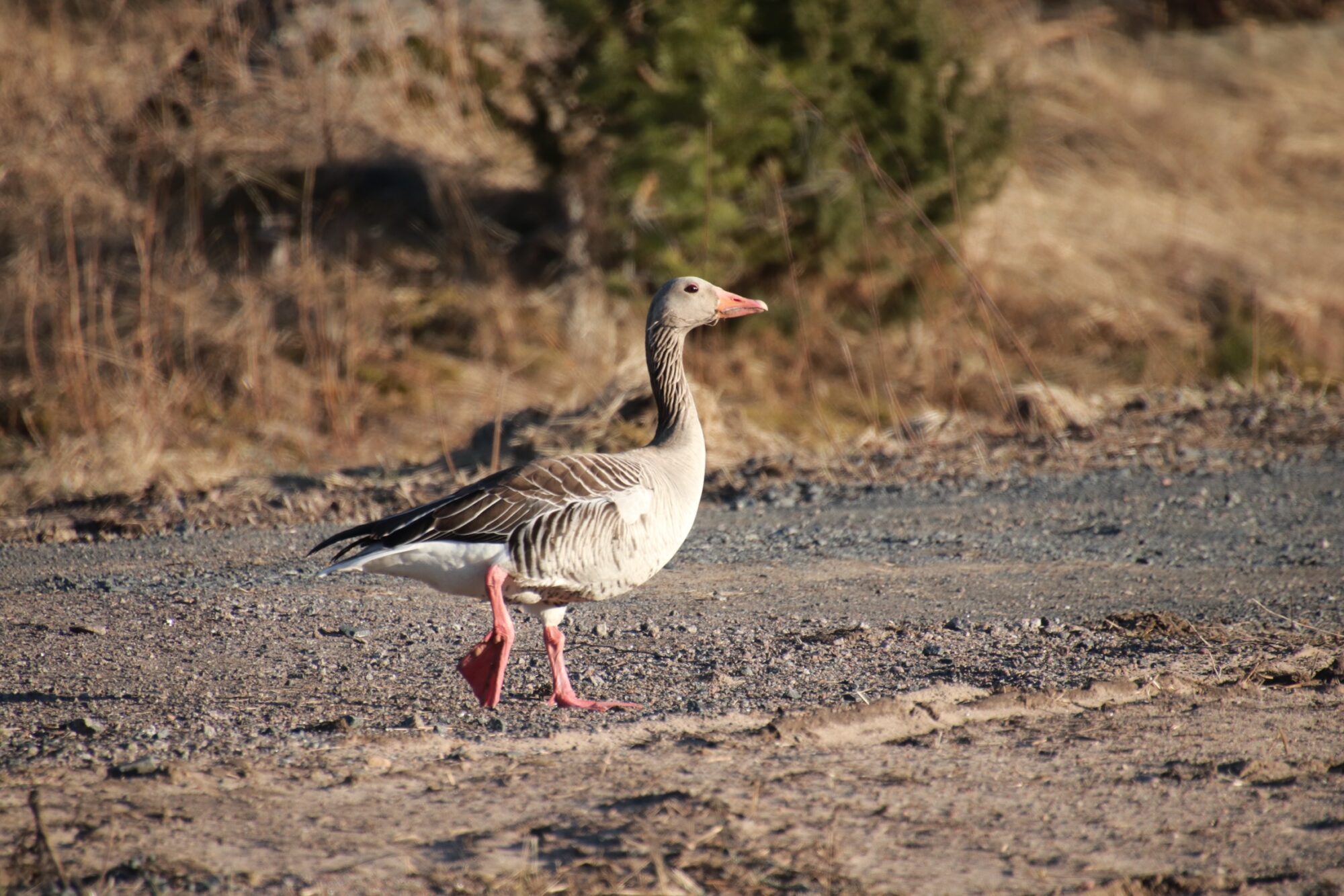Valokuvaaja: Eveliina Koivisto
