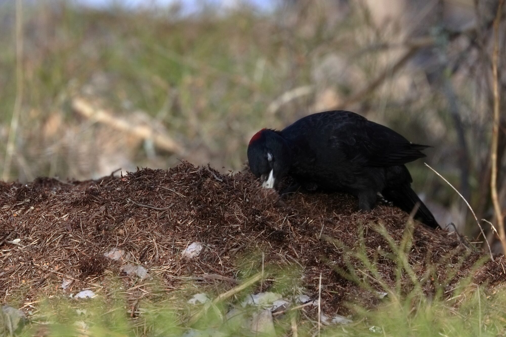 Valokuvaaja: Ari Branthin