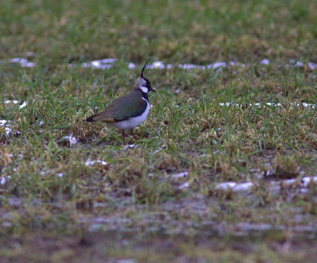Valokuvaaja: Tapio Keinonen