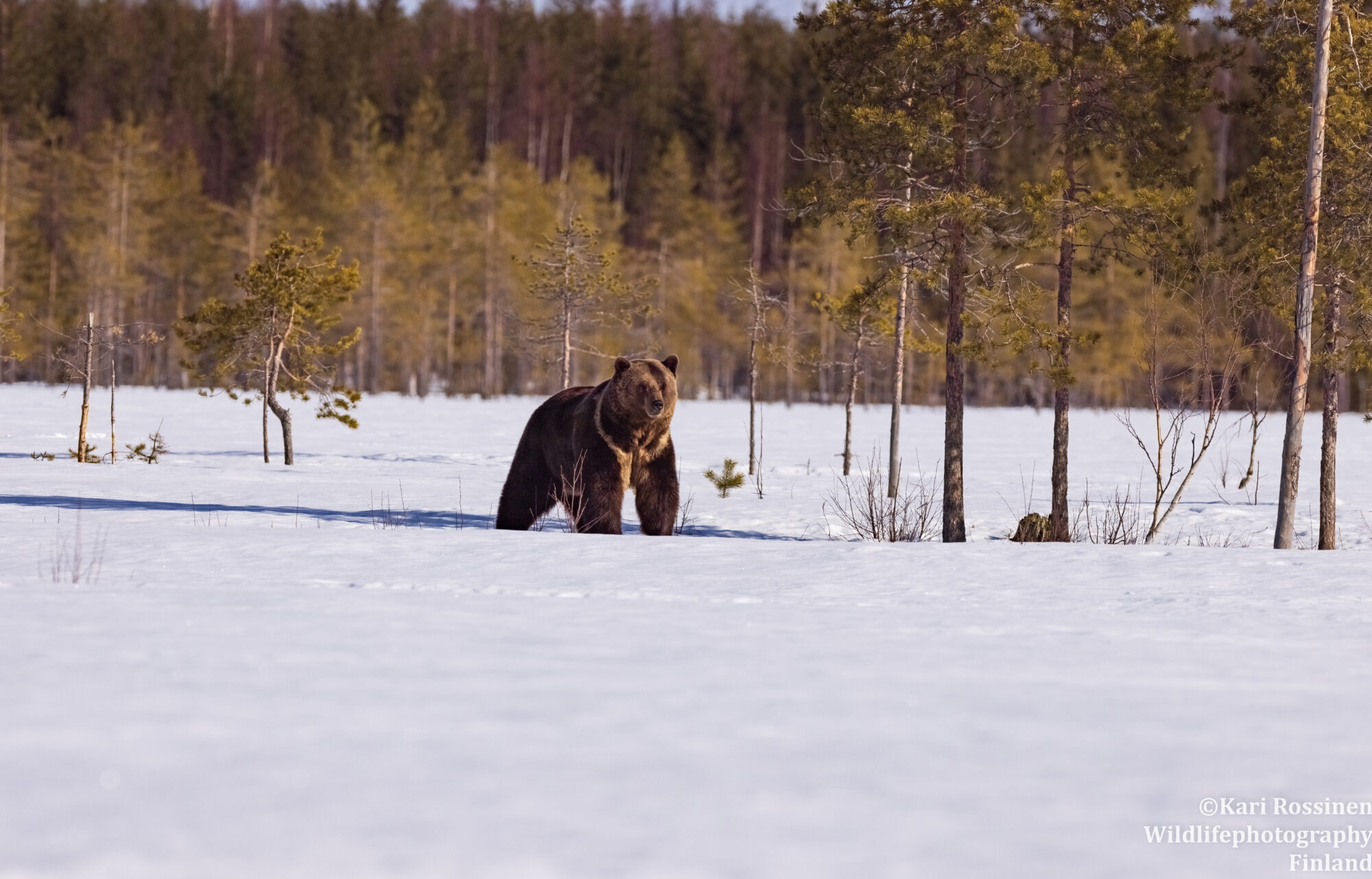 Valokuvaaja: Kari Rossinen