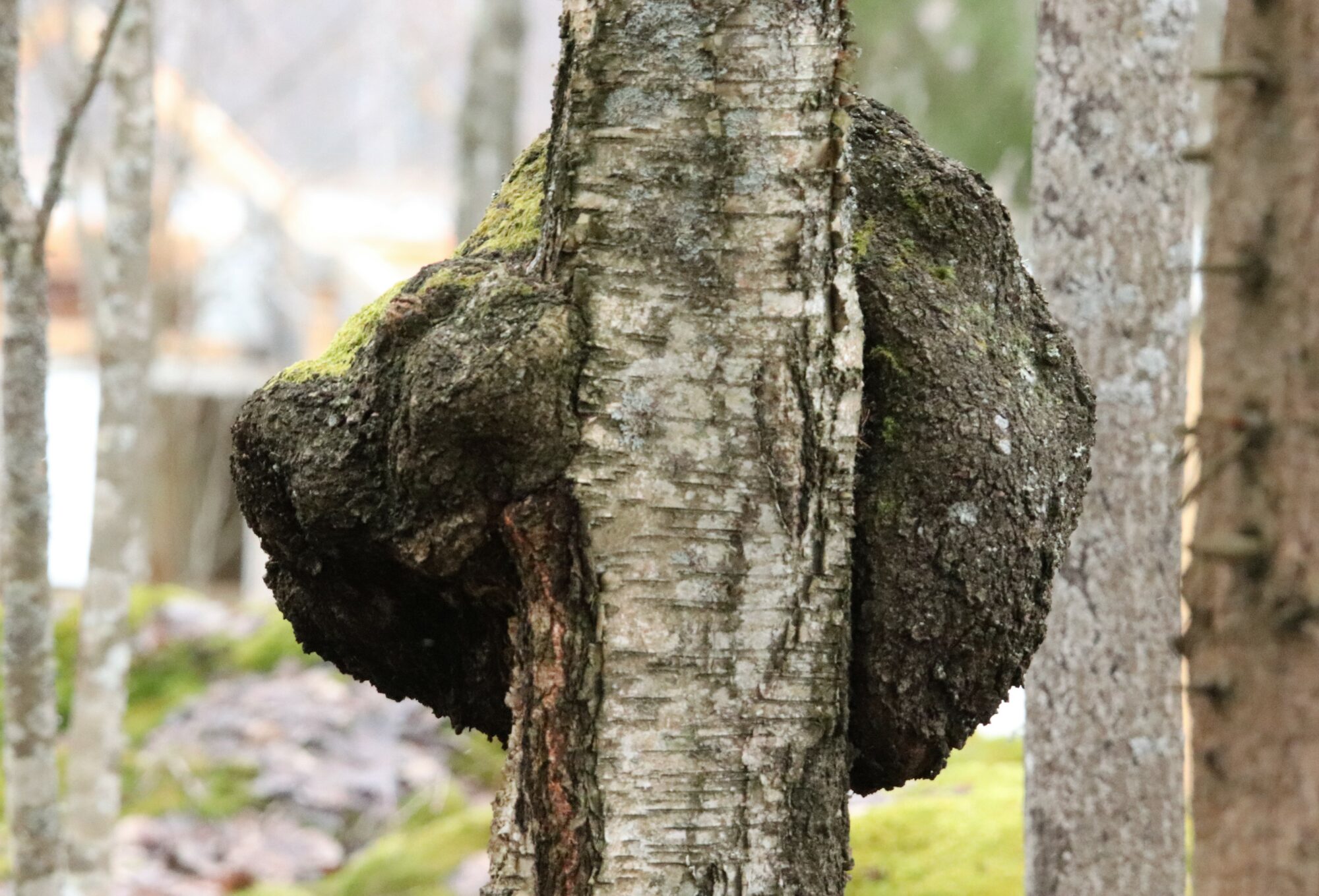 Valokuvaaja: Irja Lehtinen