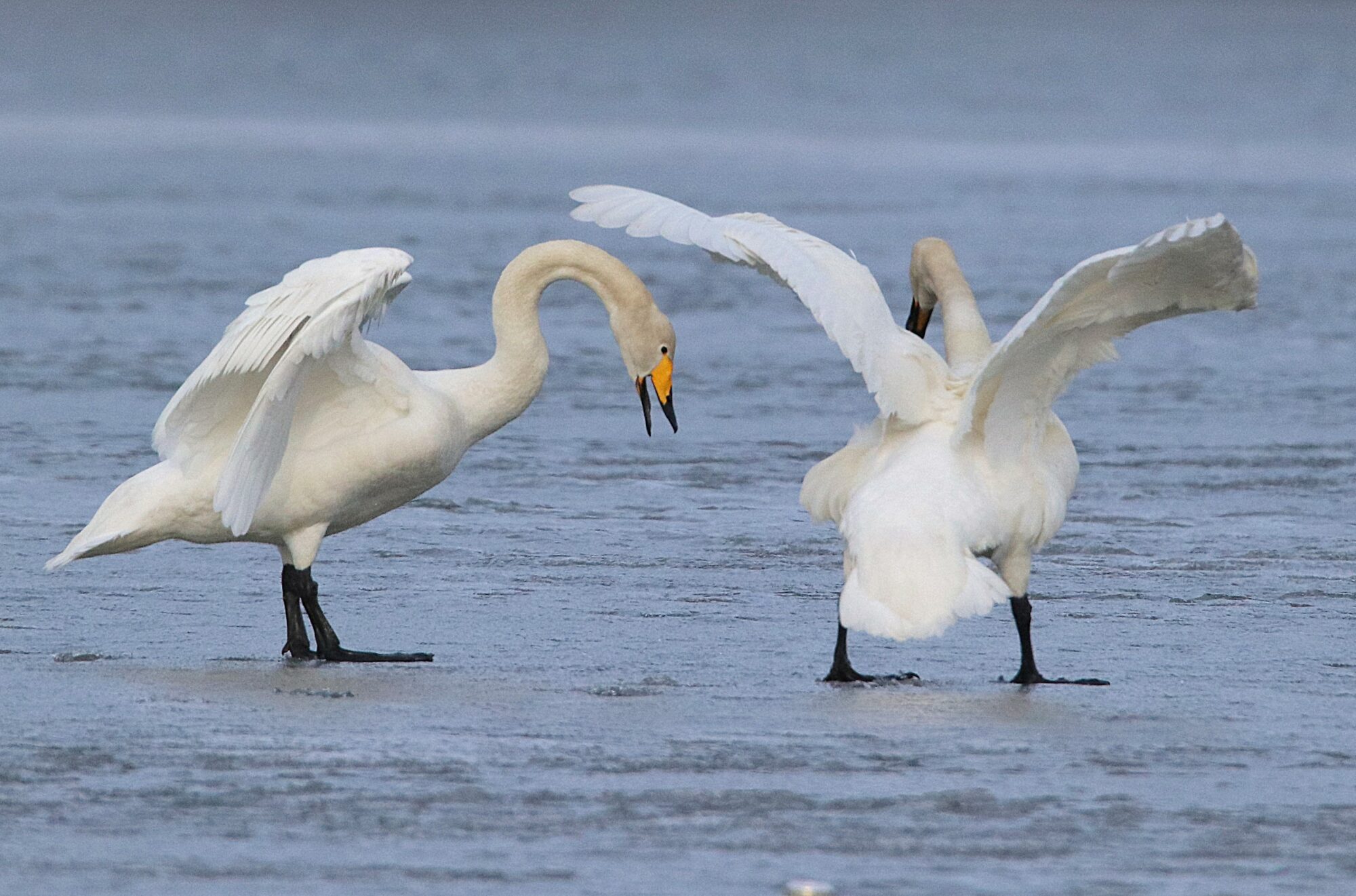 Valokuvaaja: Irja Lehtinen