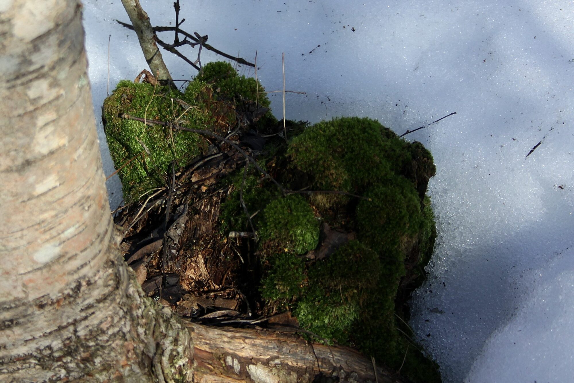 Valokuvaaja: Pirkko Siukonen