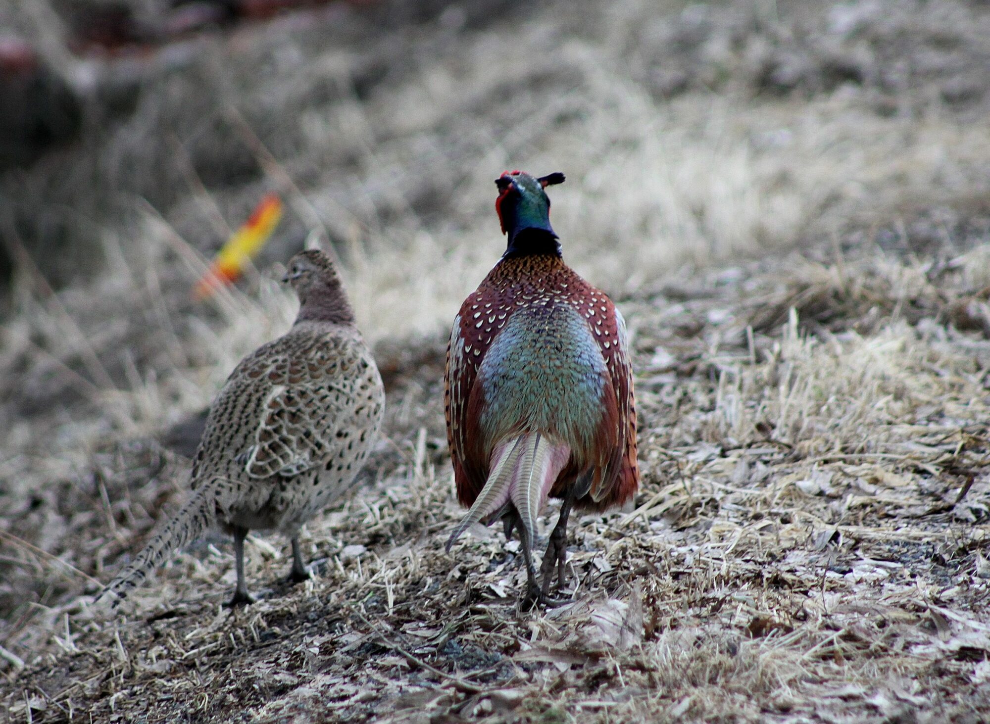 Valokuvaaja: Pirkko Siukonen Valokuvaaja: Pirkko Siukonen
