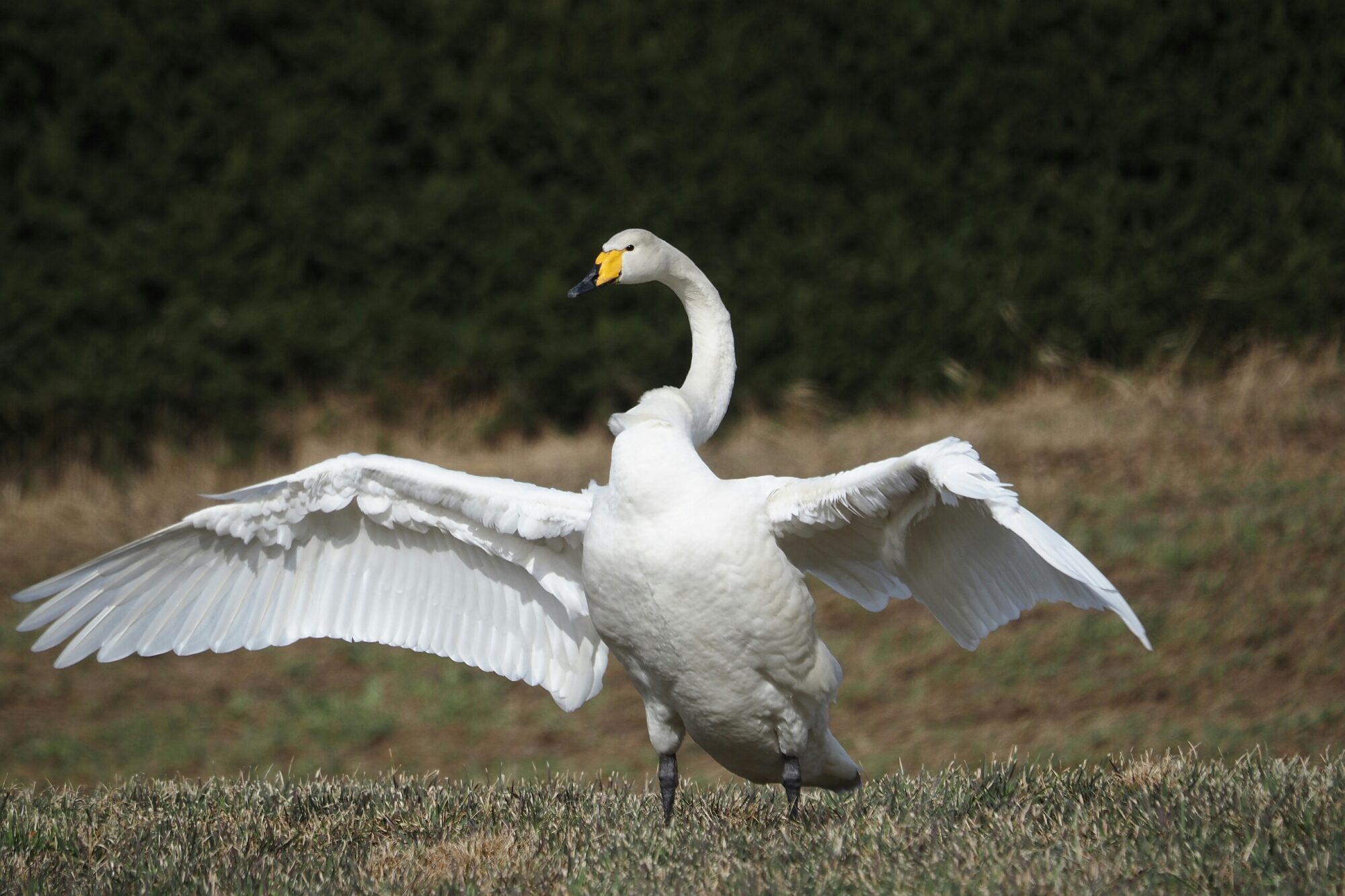 Valokuvaaja: Mikkola Irma