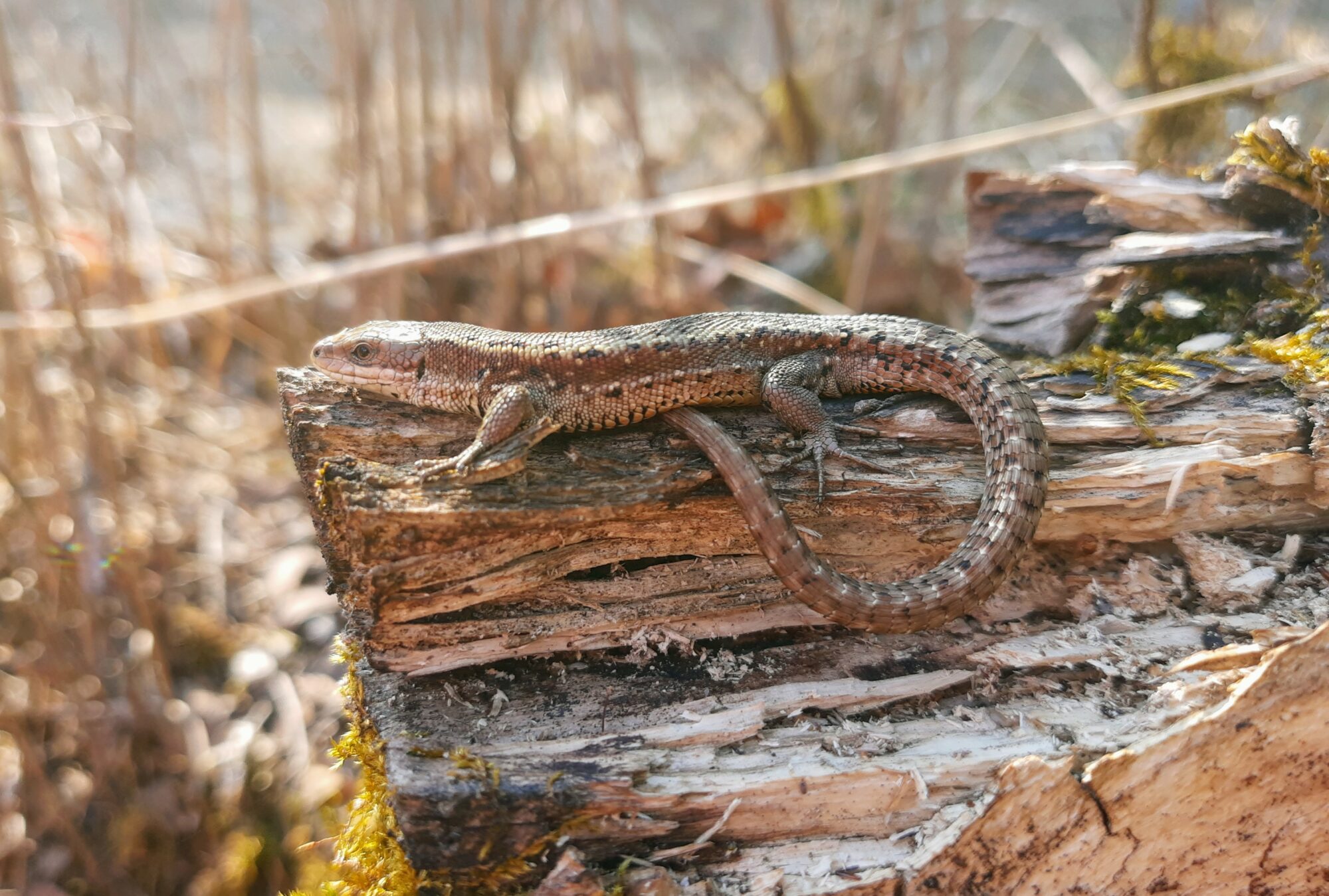 Valokuvaaja: Niko Sand