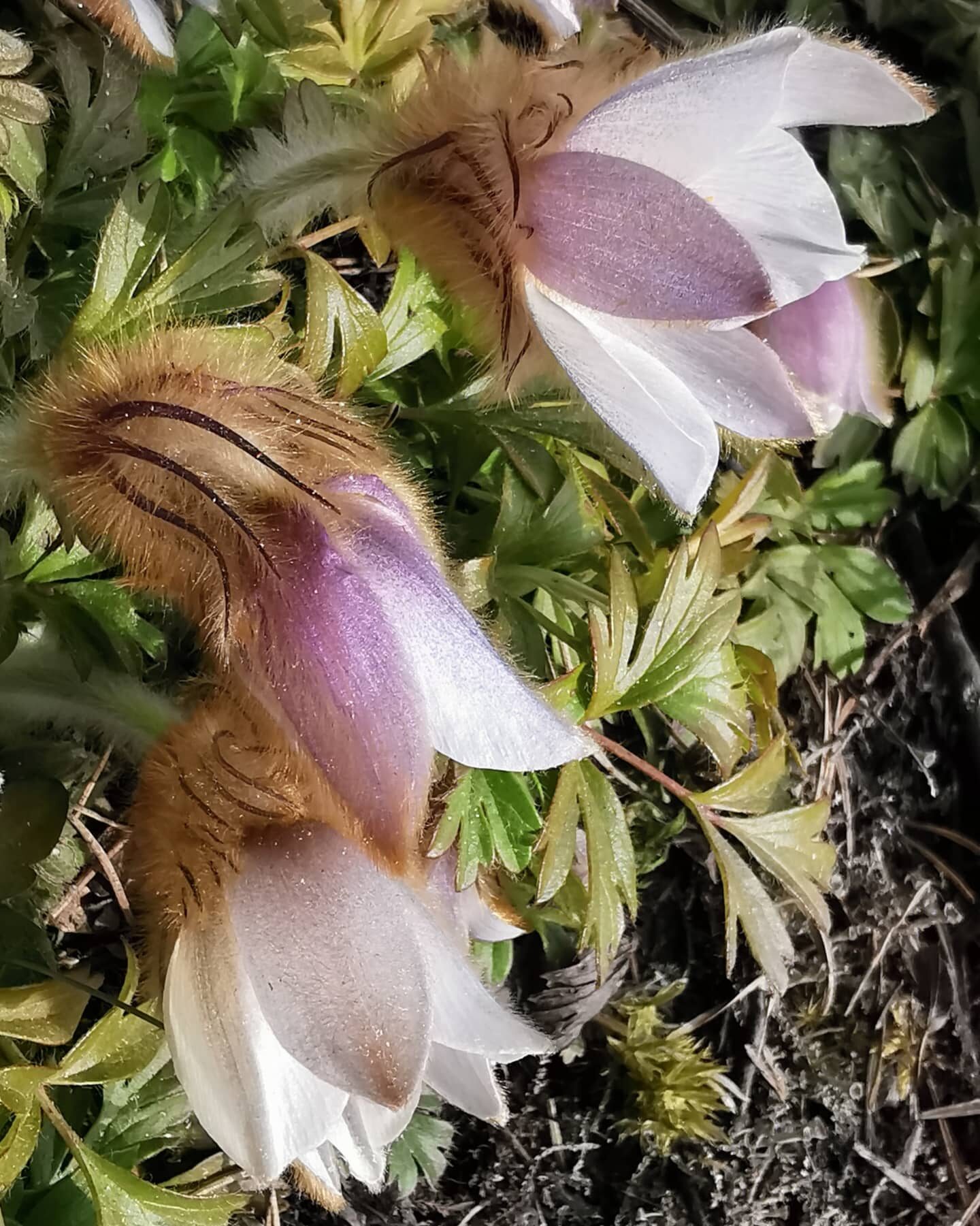 Valokuvaaja: Satu Kuningas