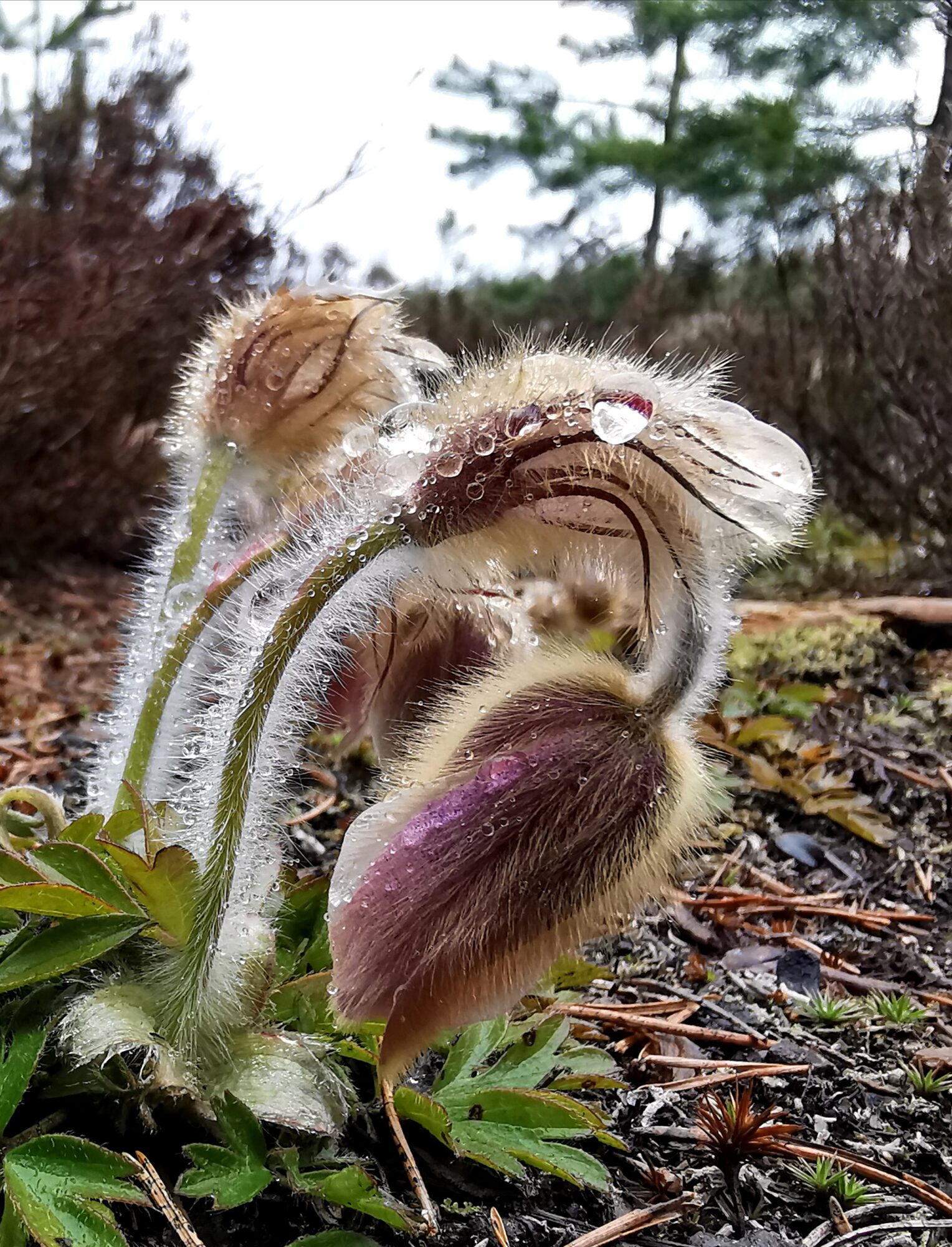 Valokuvaaja: Satu Kuningas