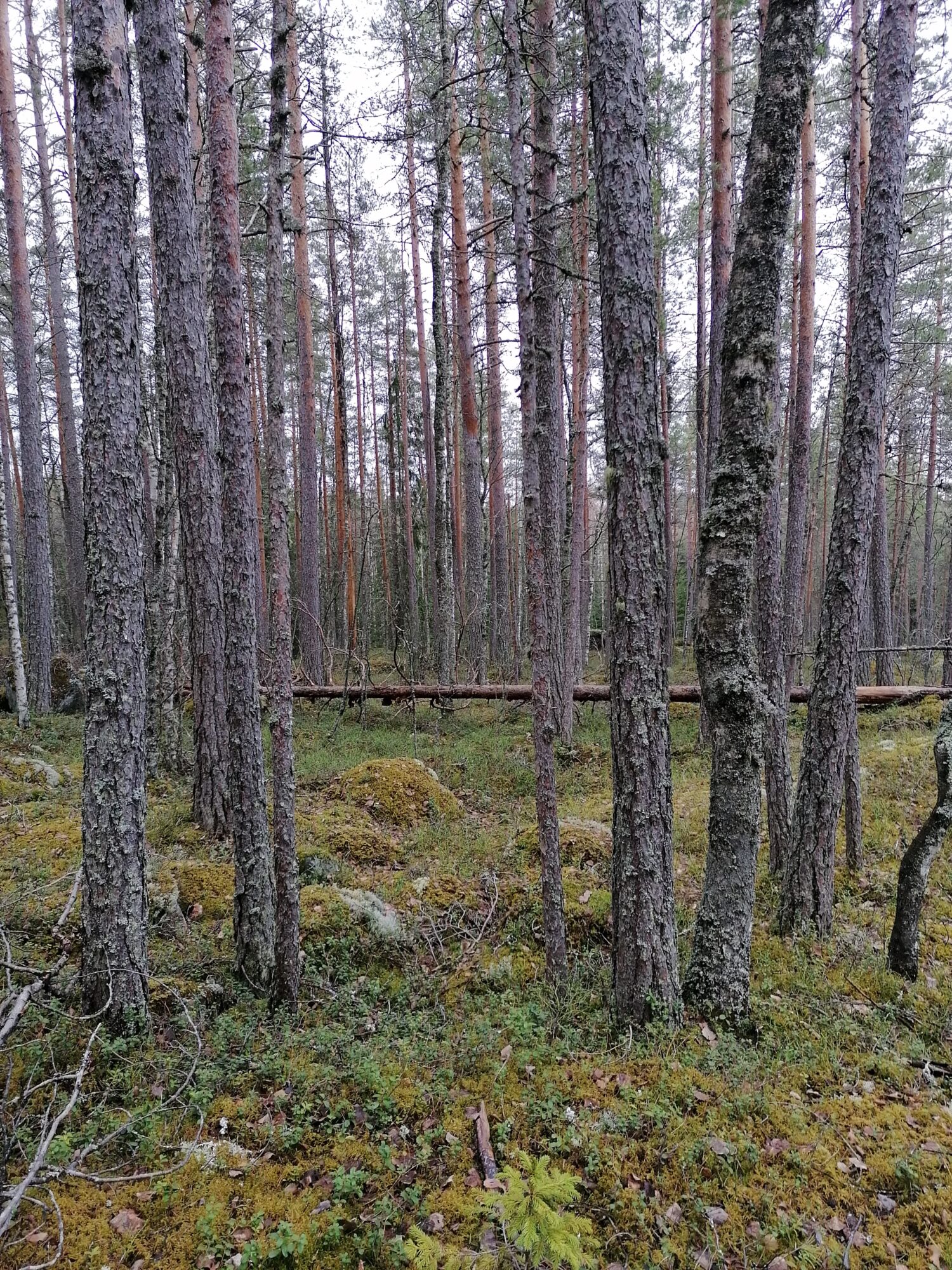 Valokuvaaja: Kaija Halonen