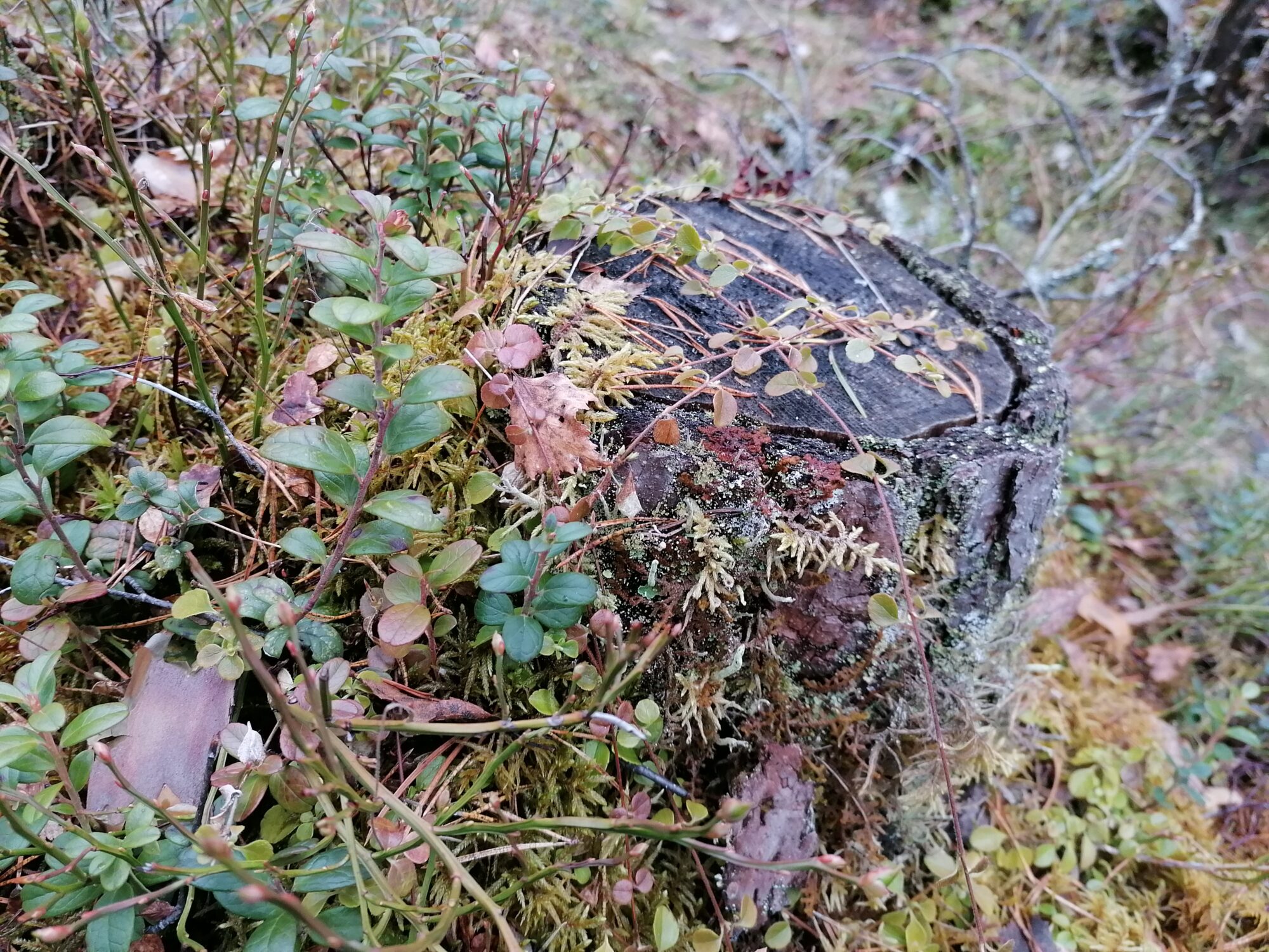 Valokuvaaja: Kaija Halonen