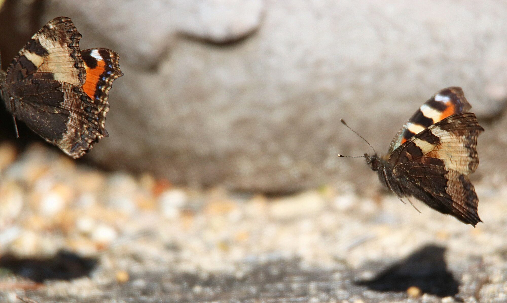 Valokuvaaja: Irja Lehtinen Valokuvaaja: Irja Lehtinen