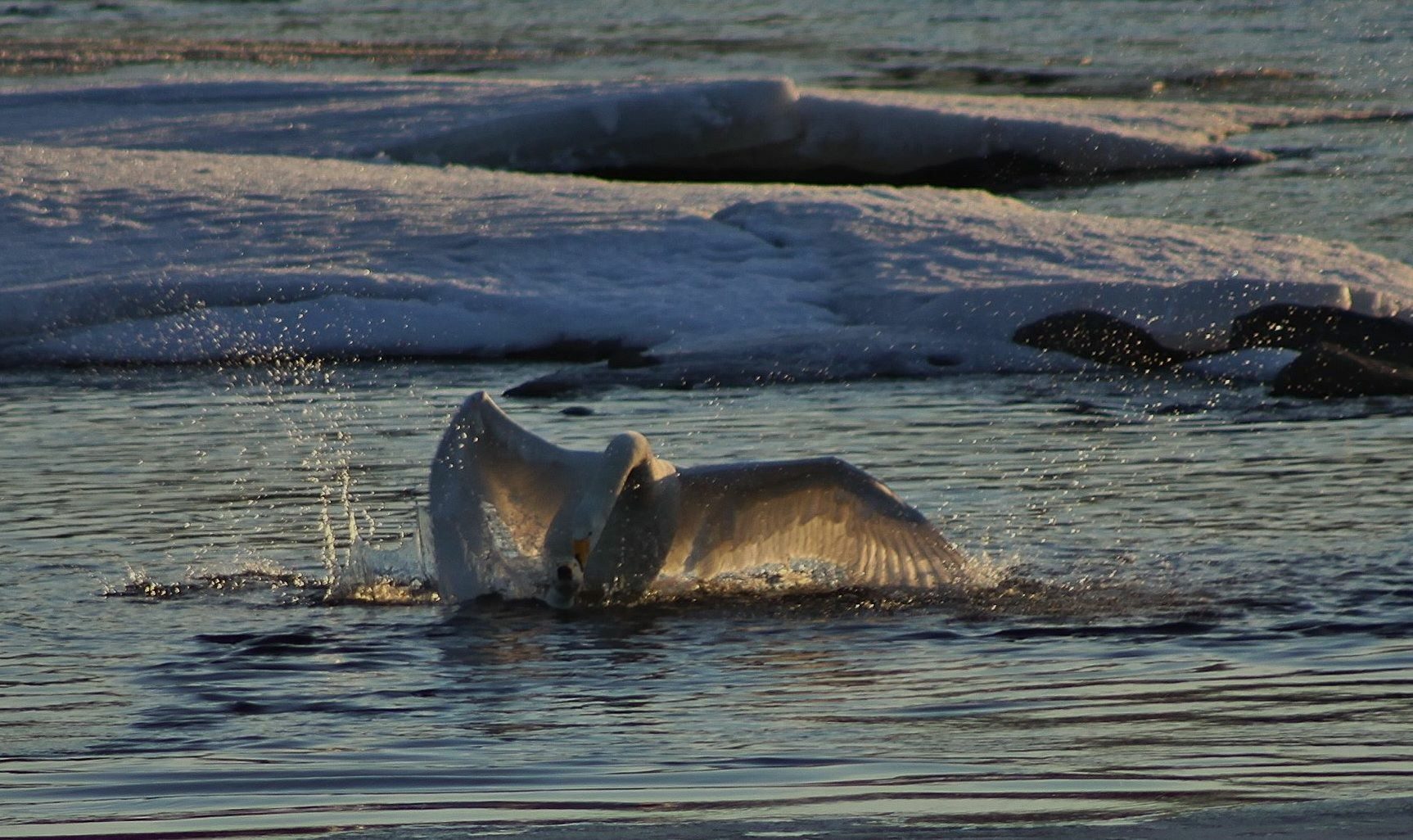 Valokuvaaja: Pirkko Siukonen Valokuvaaja: Pirkko Siukonen