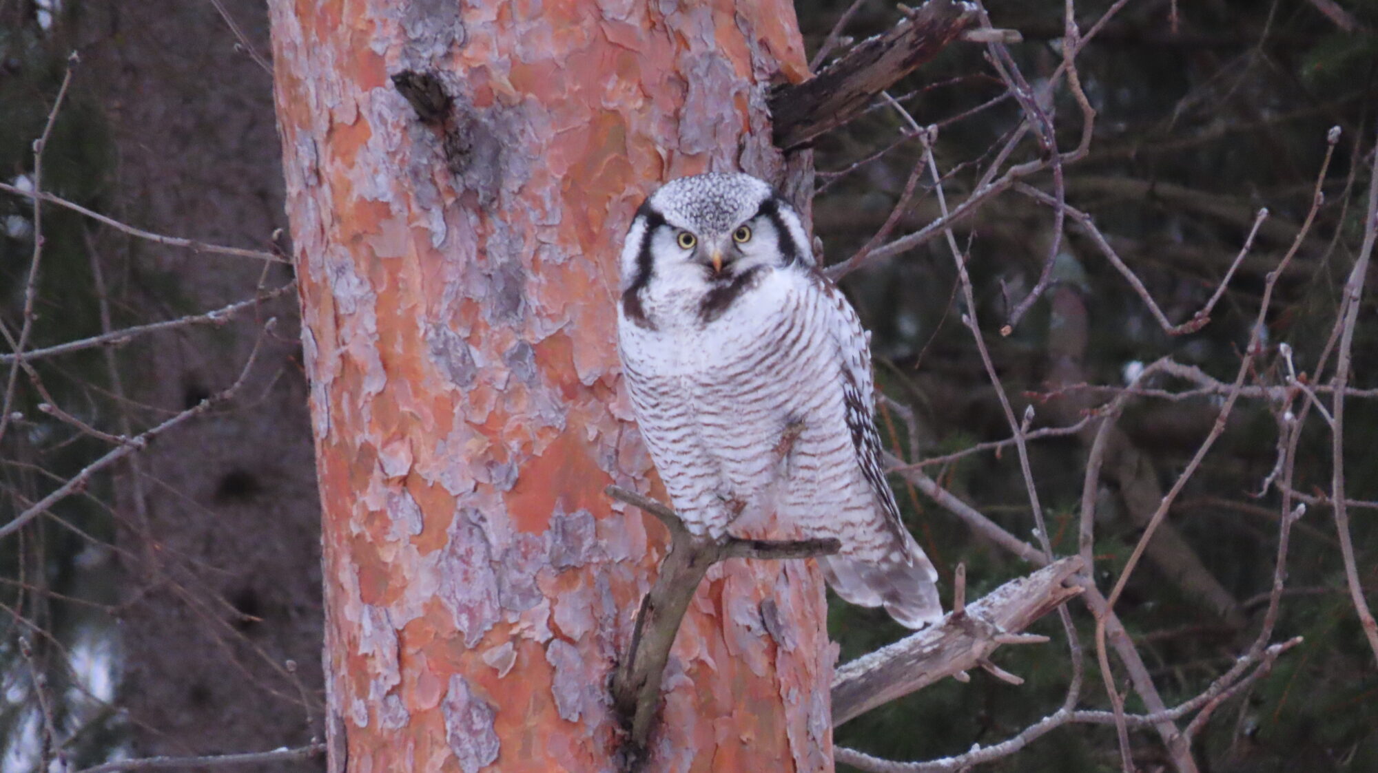 Valokuvaaja: Netta Halmu