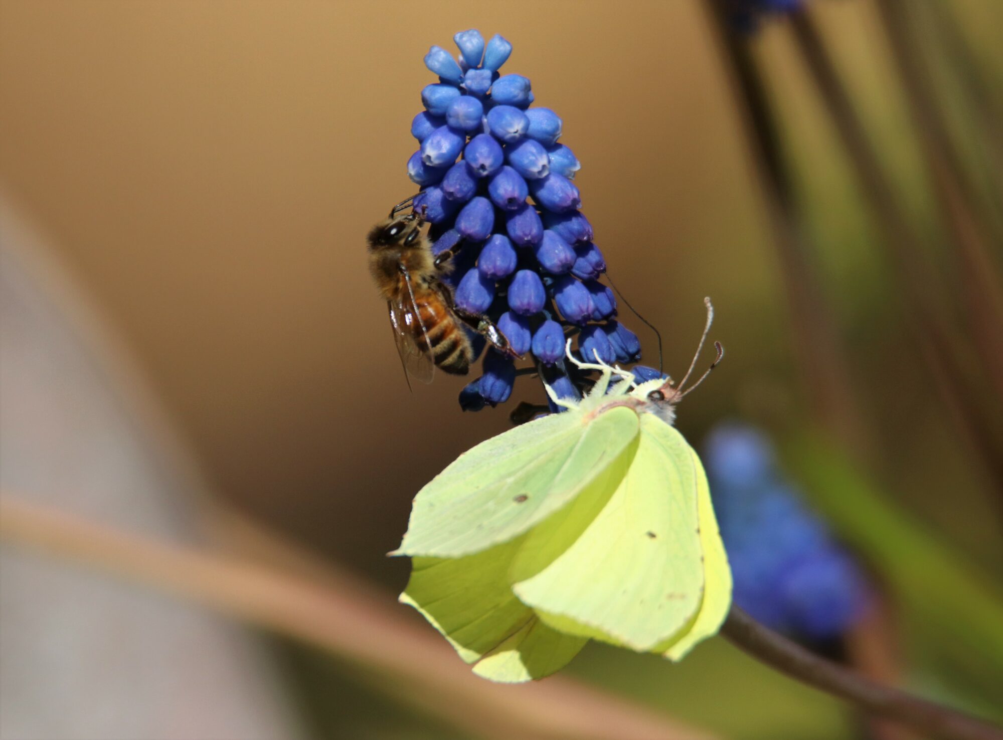 Valokuvaaja: Irja Lehtinen Valokuvaaja: Irja Lehtinen