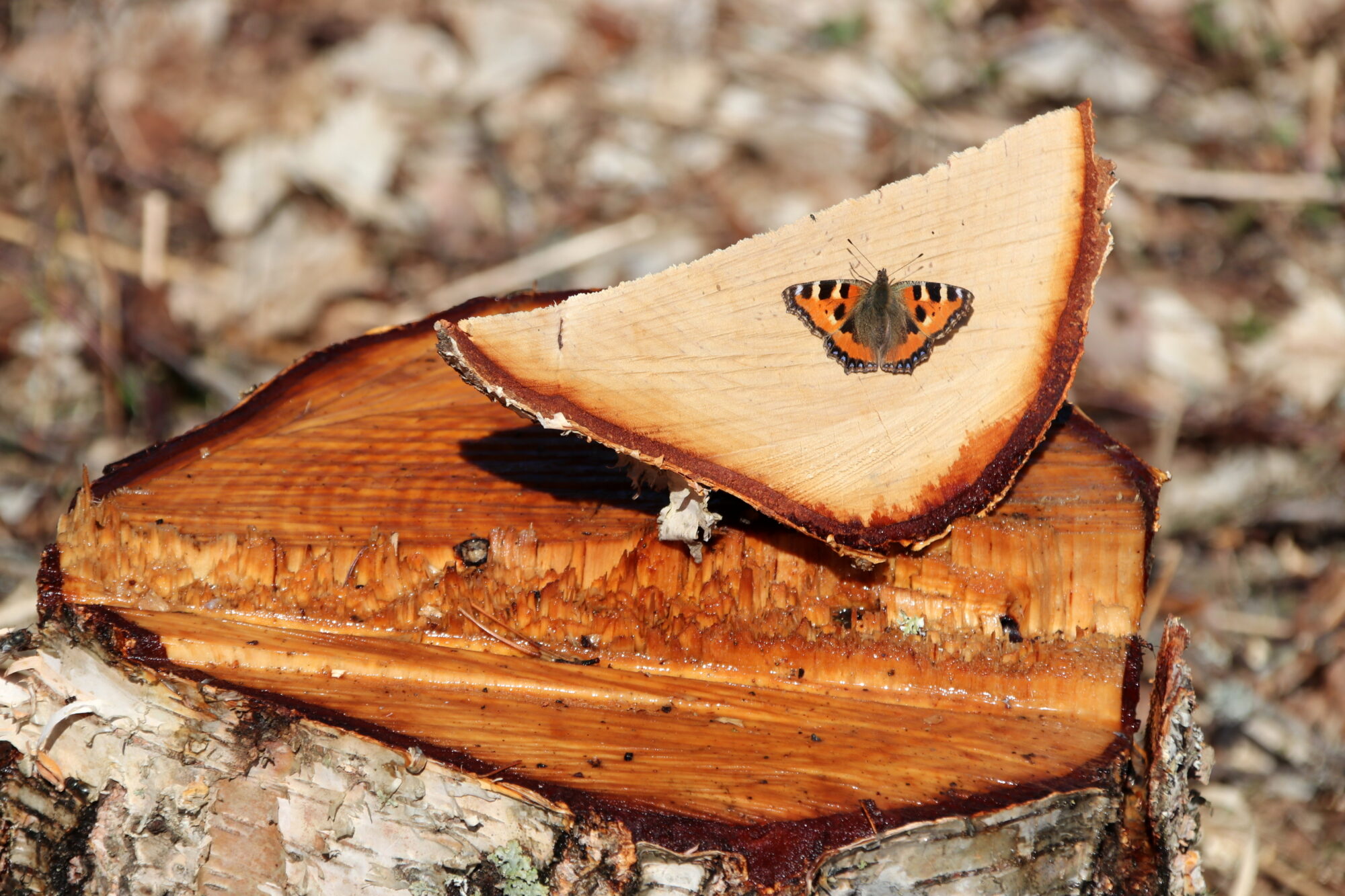 Valokuvaaja: Helena Sytelä