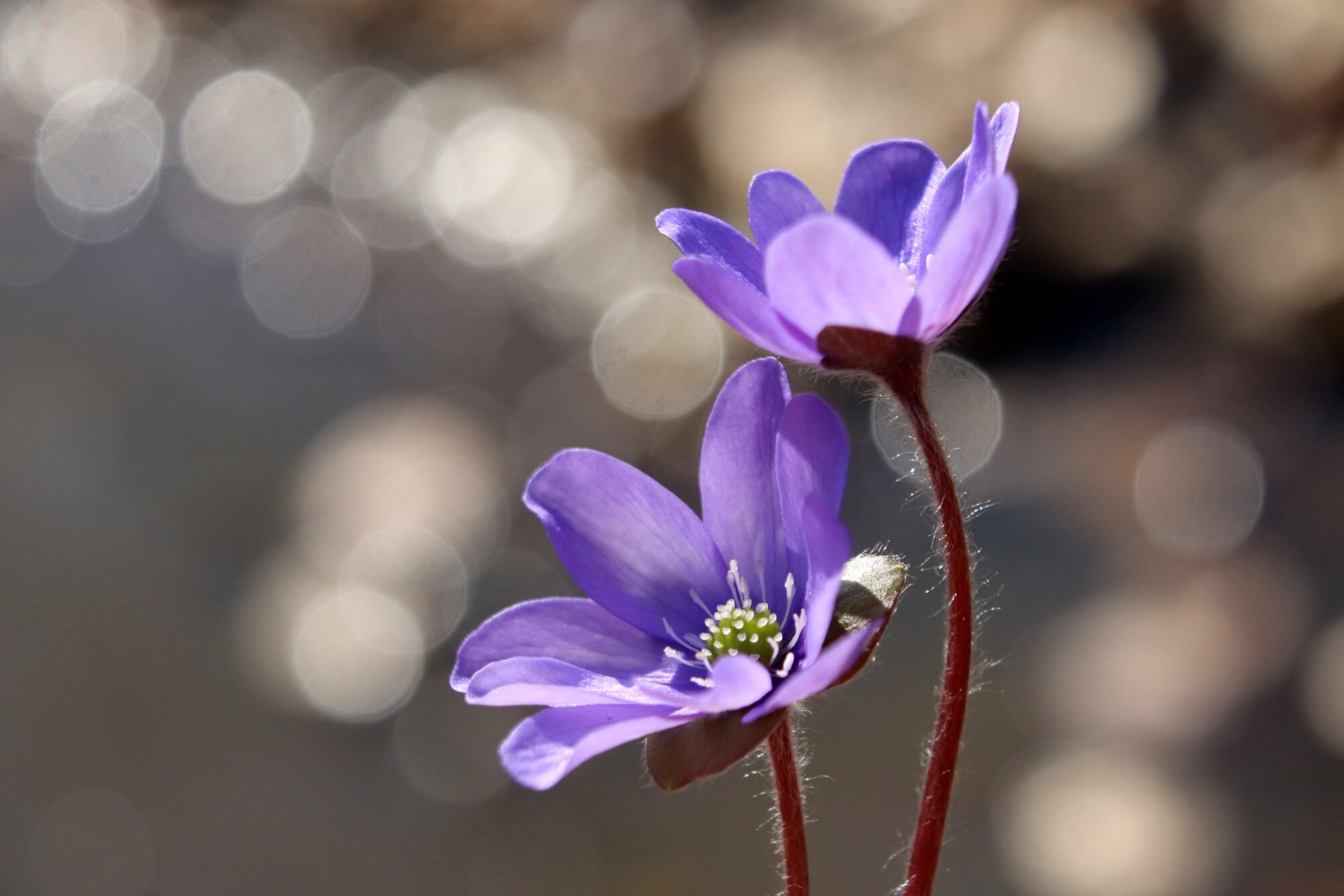 Valokuvaaja: Irja Lehtinen