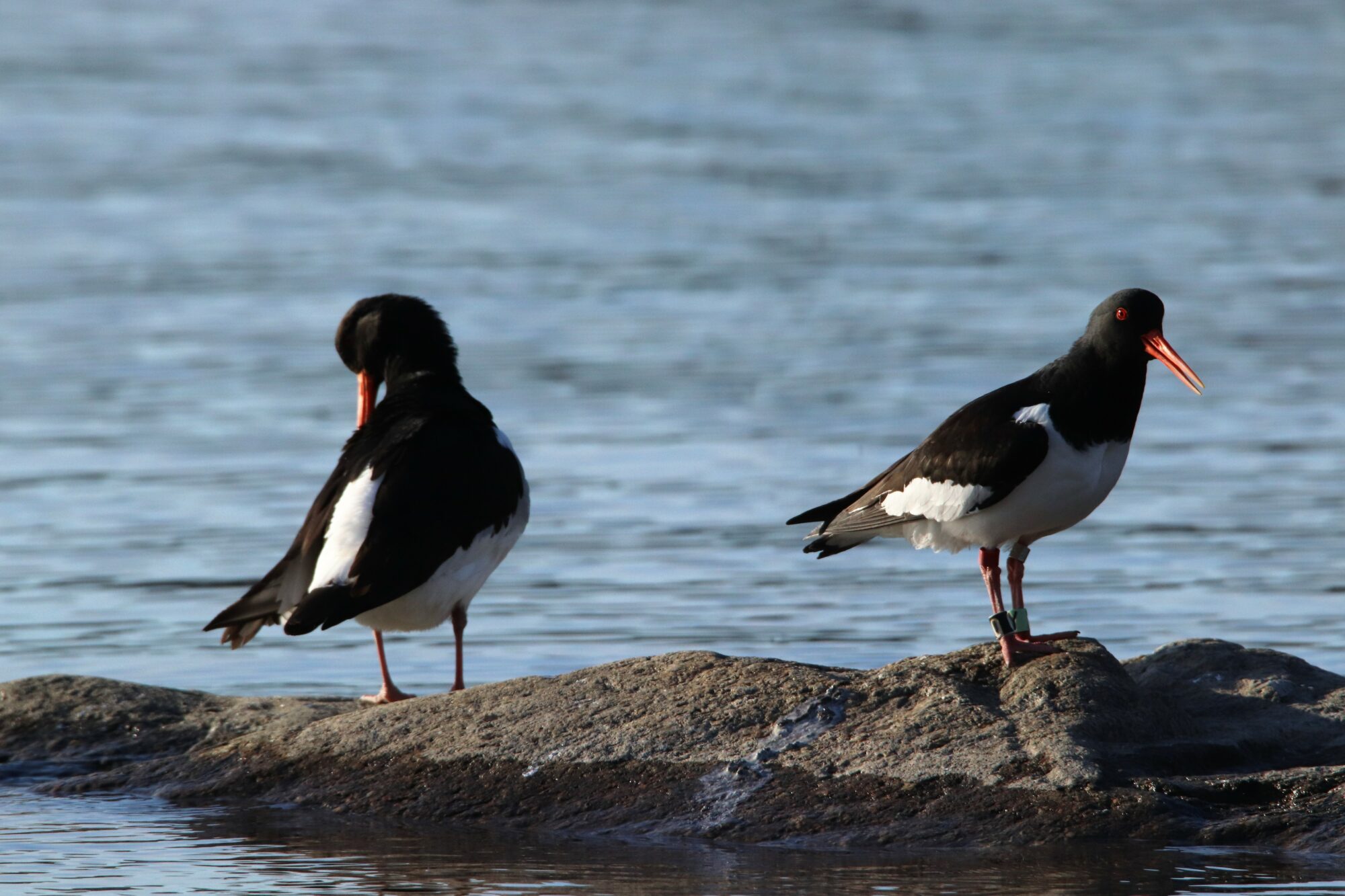 Valokuvaaja: Irja Lehtinen