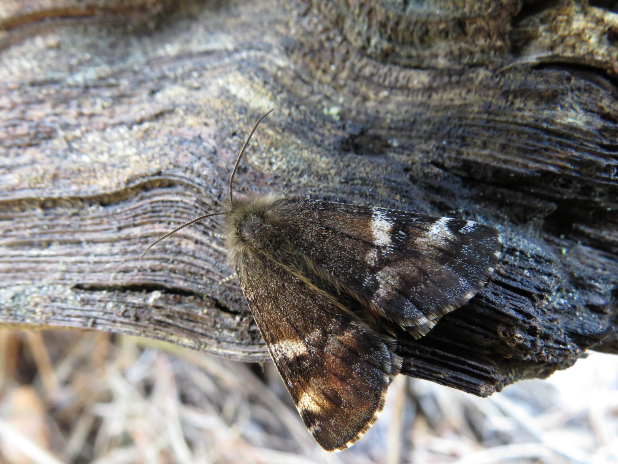 Valokuvaaja: Sirpa Uusi-Uola