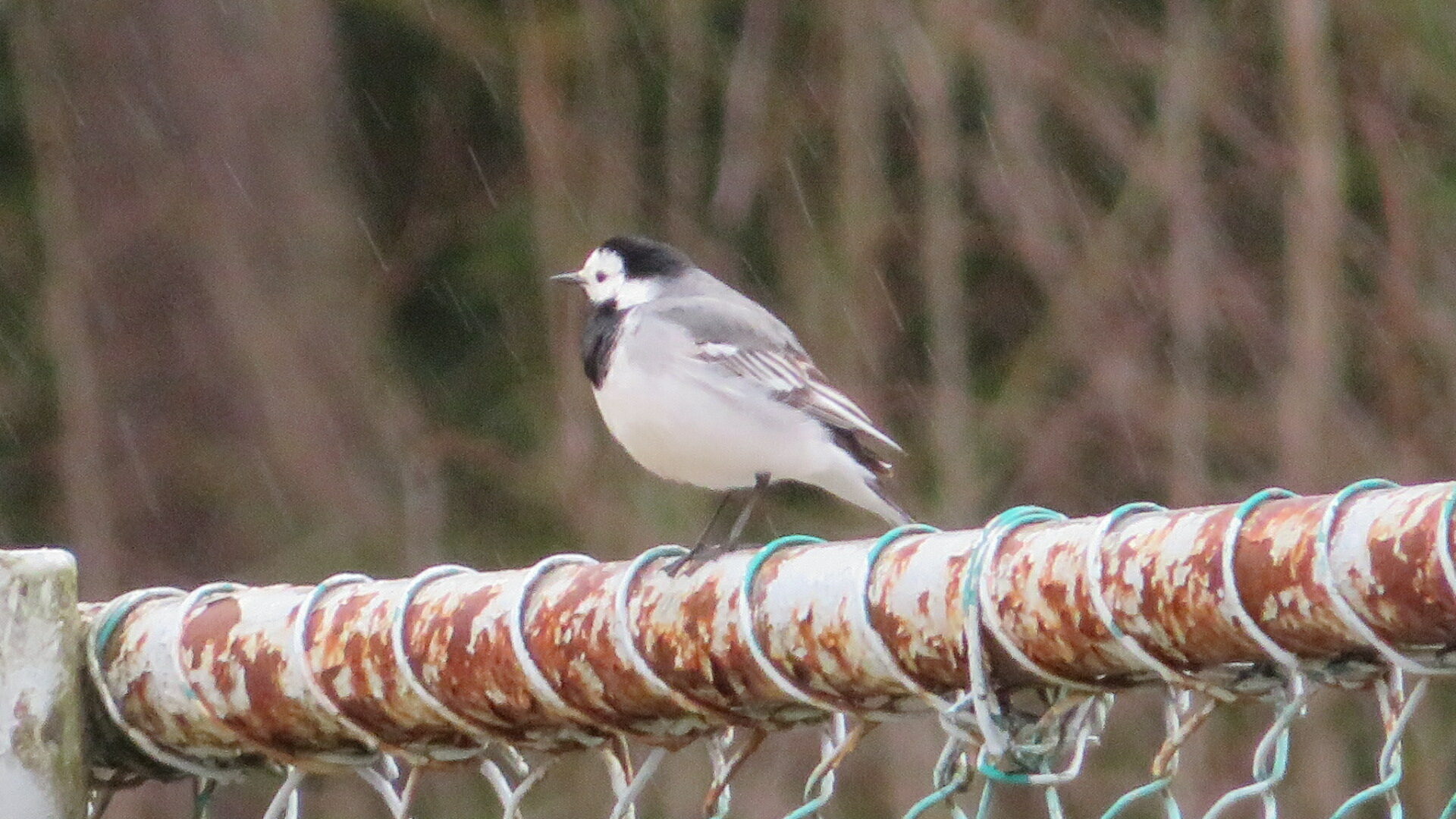 Valokuvaaja: Risto Kangassalo Valokuvaaja: Risto Kangassalo