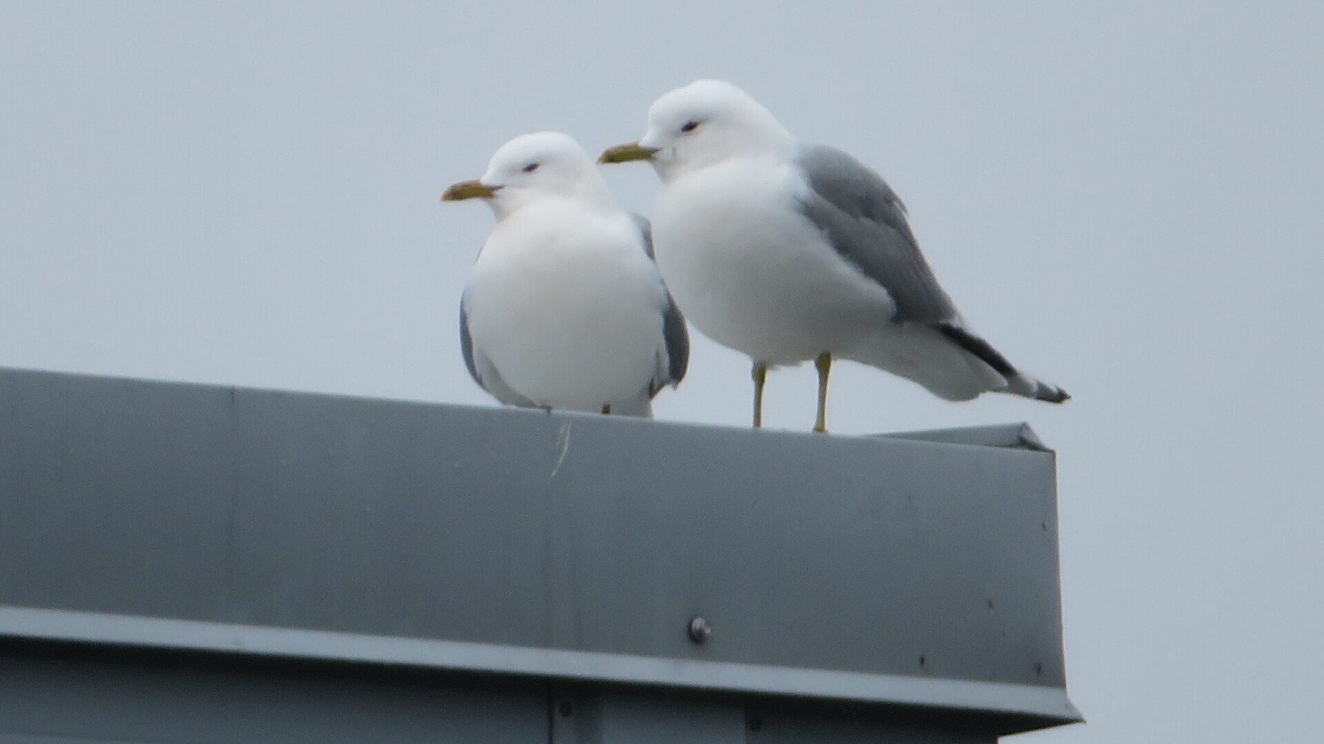 Valokuvaaja: Risto Kangassalo
