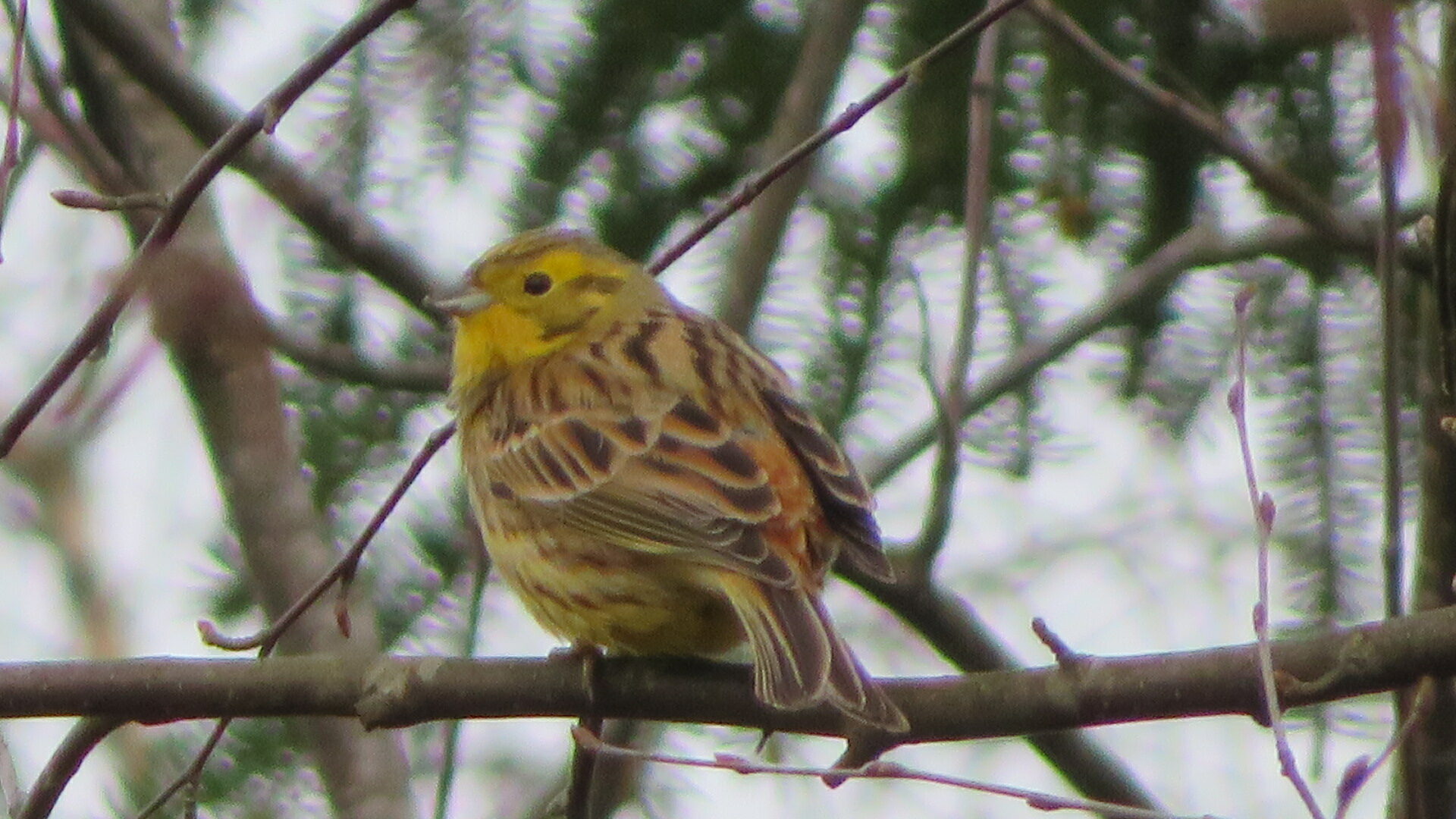 Valokuvaaja: Risto Kangassalo