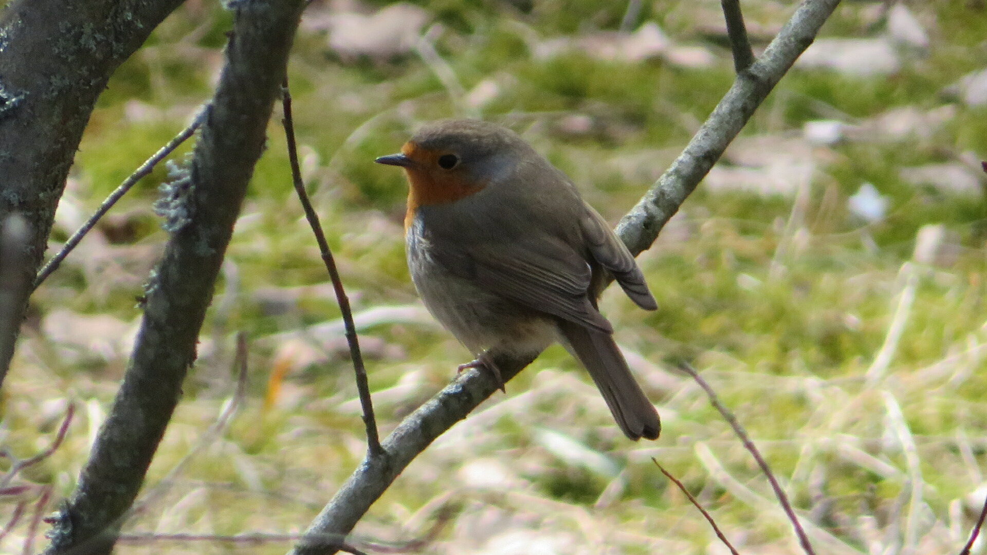 Valokuvaaja: Risto Kangassalo